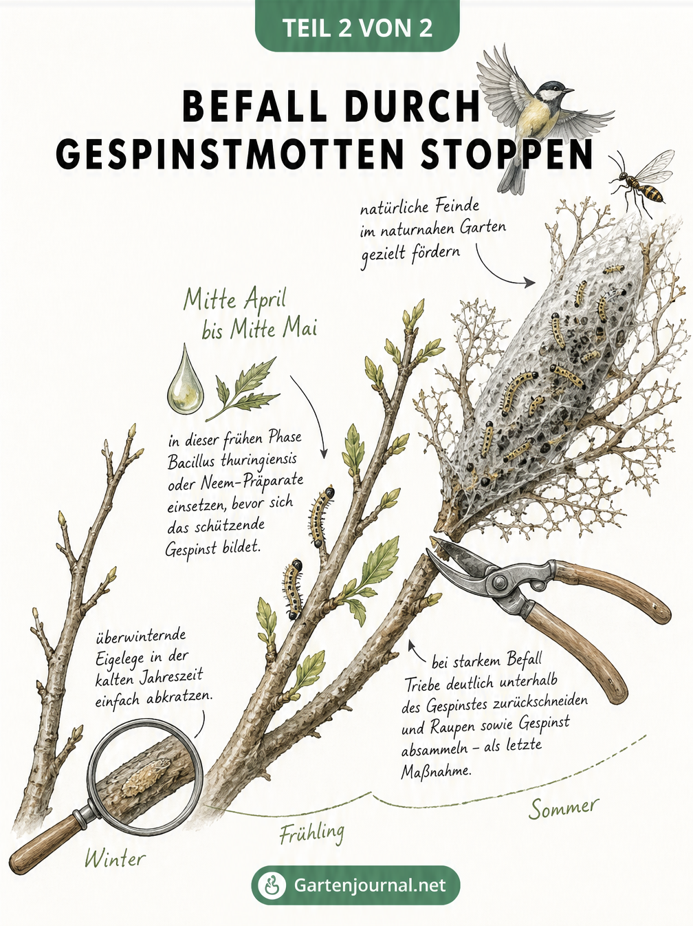Aquarell-Illustration: Zeitlicher Verlauf der Gespinstmotten-Bekämpfung vom Winter bis zum Sommer am Pfaffenhütchen