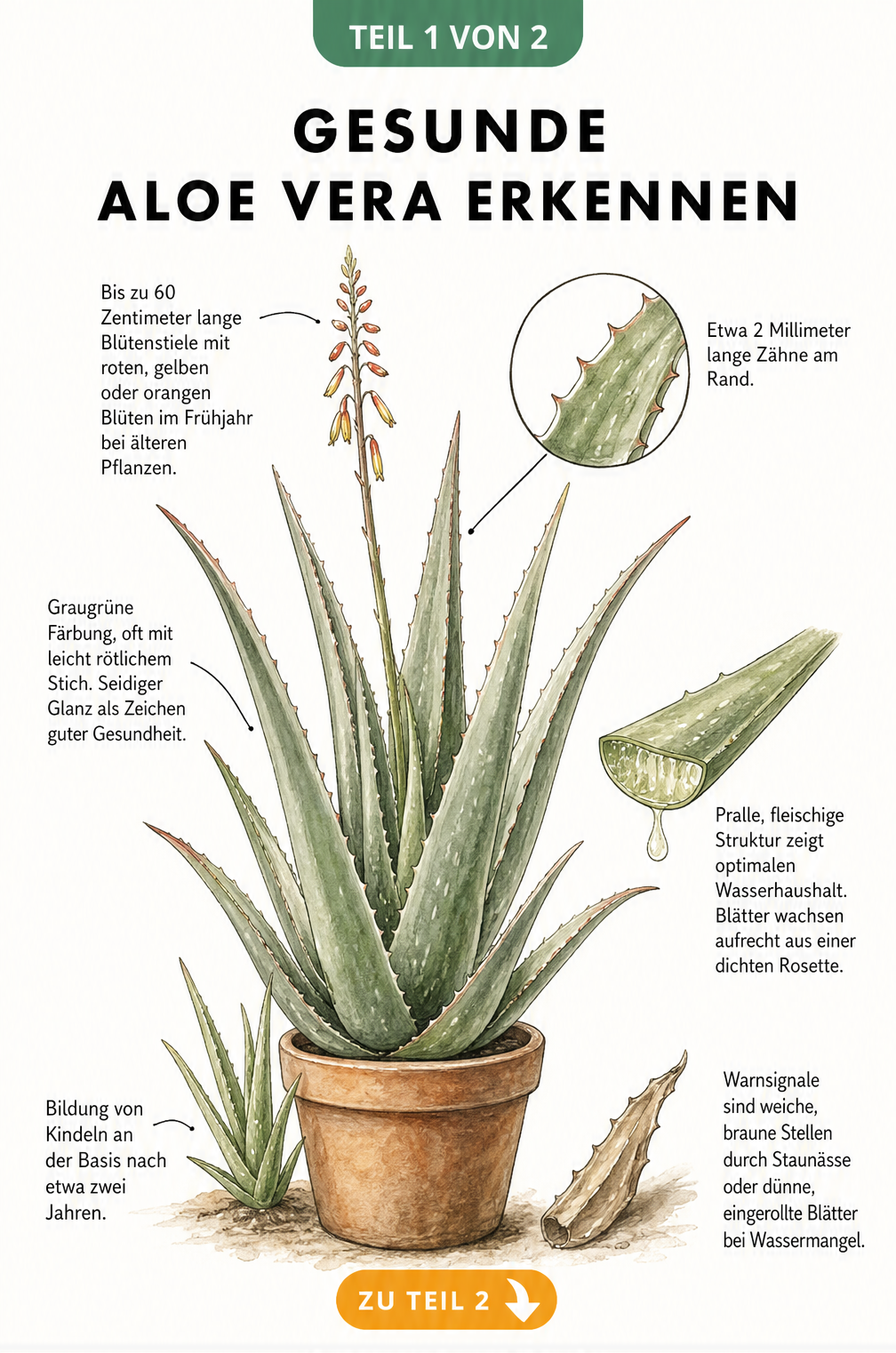 Botanische Illustration einer gesunden Aloe Vera Pflanze mit Merkmalen wie graugrünen Blättern, praller Struktur und Blütenstiel