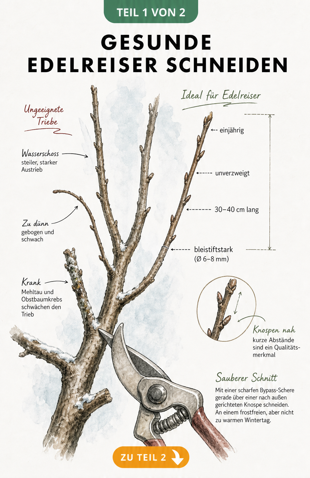 Illustration eines Obstbaumastes im Winter, die zeigt, wie man gesunde Edelreiser schneidet, mit Hinweisen zu Länge, Dicke und Knospenabstand.