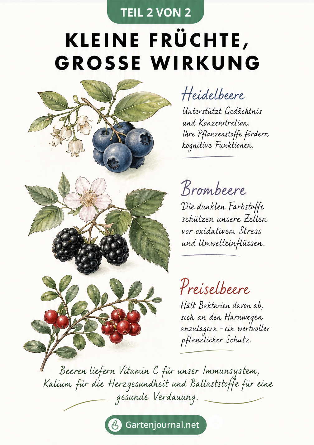 Gesunde Eigenschaften von Beerenobst wie Heidelbeere, Brombeere und Preiselbeere
