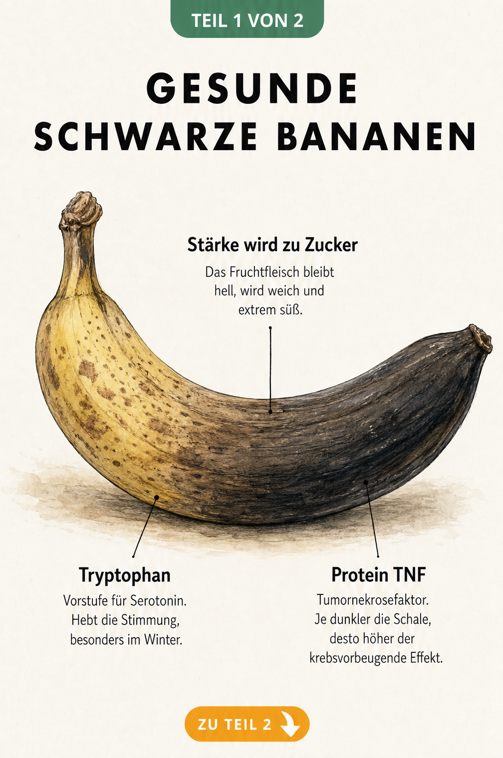 Botanische Illustration einer Banane mit Farbverlauf von gelb zu schwarz, die gesundheitliche Vorteile wie Tryptophan und Protein TNF erklärt.
