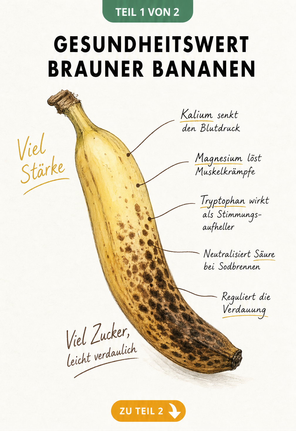 Botanische Illustration einer Banane mit Farbverlauf von gelb zu braun, die die gesundheitlichen Vorteile reifer Bananen wie Blutdrucksenkung und...