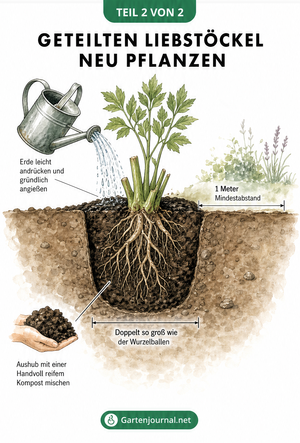 Querschnitt eines Gartenbeets mit einem frisch gepflanzten Liebstöckel-Teilstück