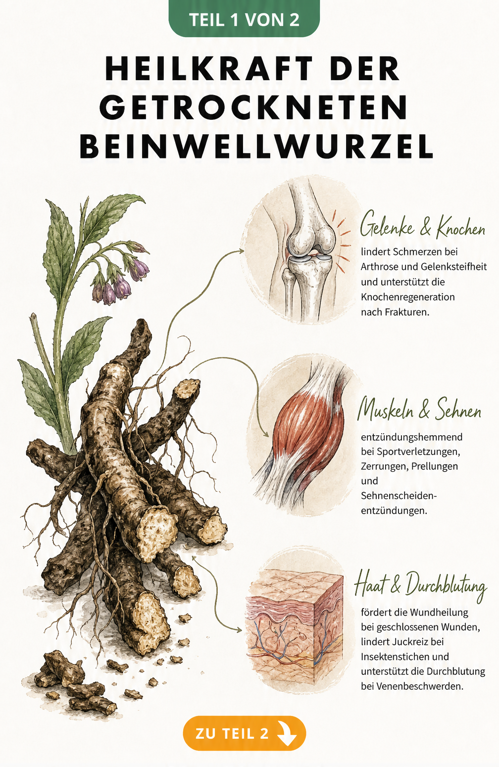 Botanische Illustration einer getrockneten Beinwellwurzel mit Anwendungsbereichen für Kniegelenk, Muskeln und Haut