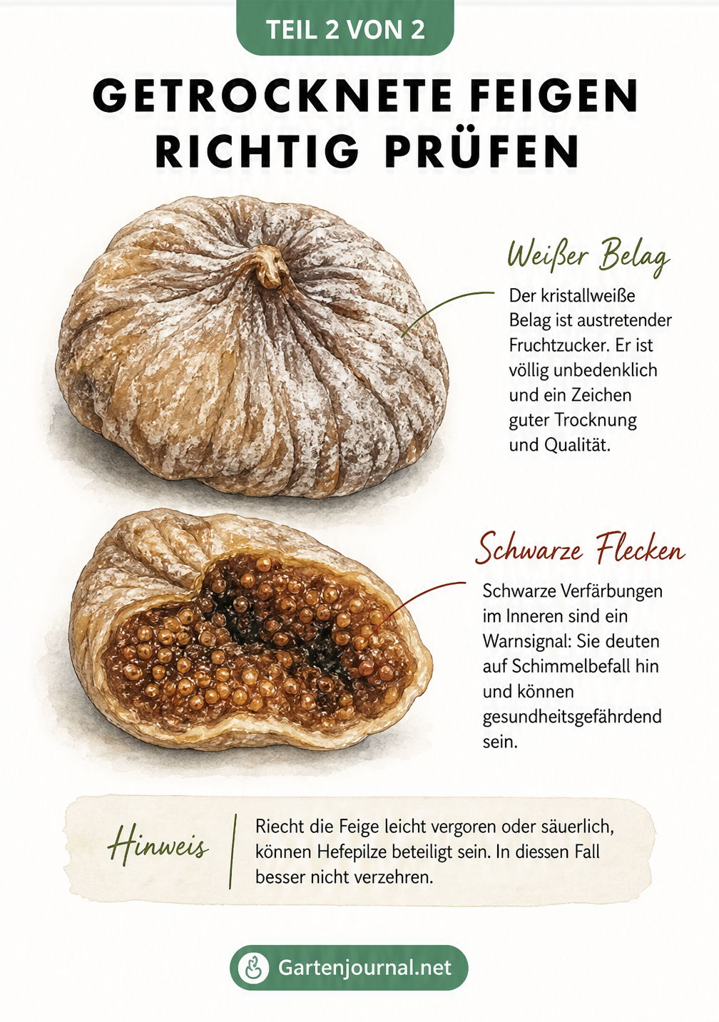 Illustration einer getrockneten Feige, die den Unterschied zwischen harmlosem Fruchtzuckerbelag außen und gefährlichem Schimmel innen zeigt.