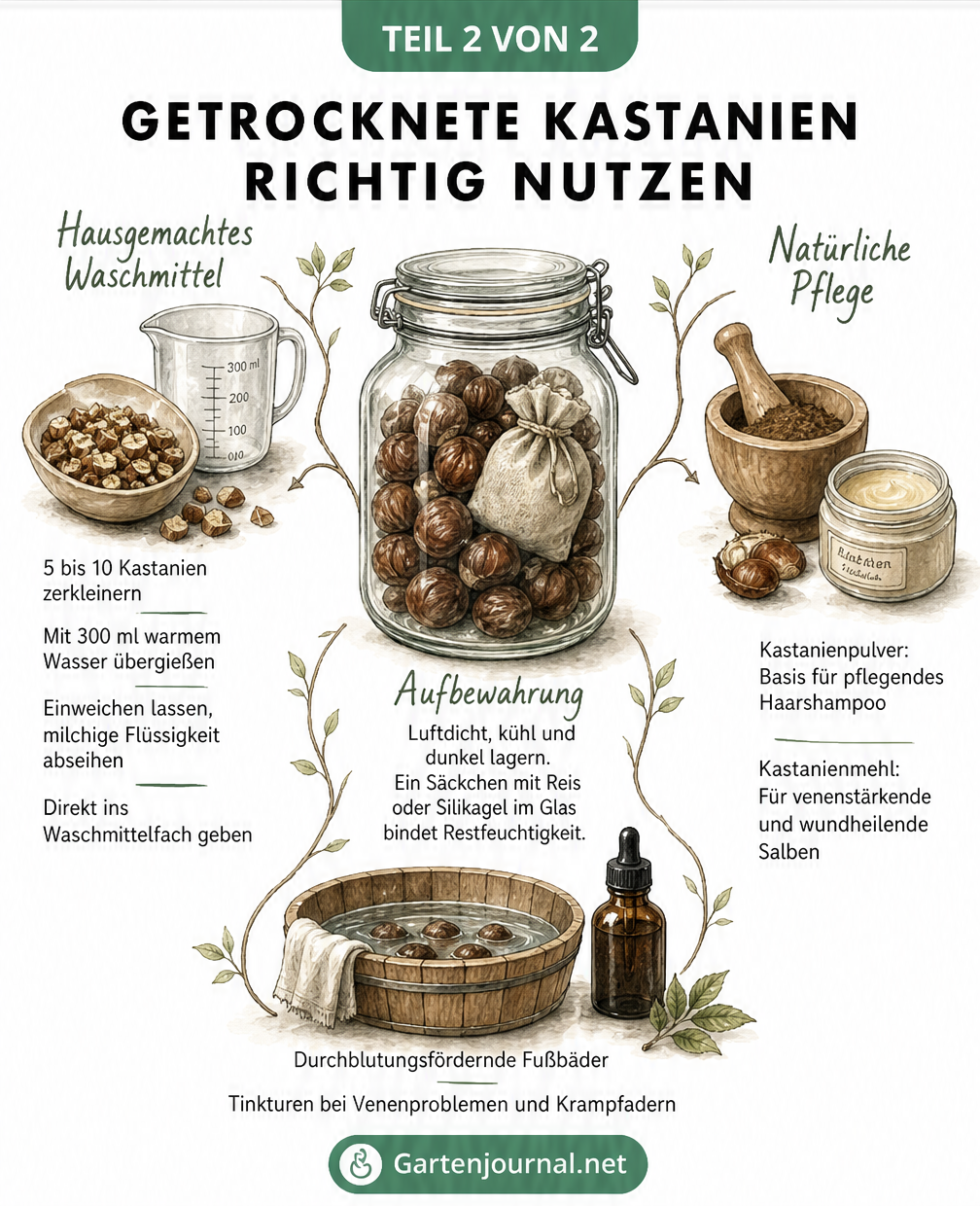 Illustration eines Schraubglases mit getrockneten Kastanien und Vignetten zur Herstellung von Waschmittel, Shampoo und Salben