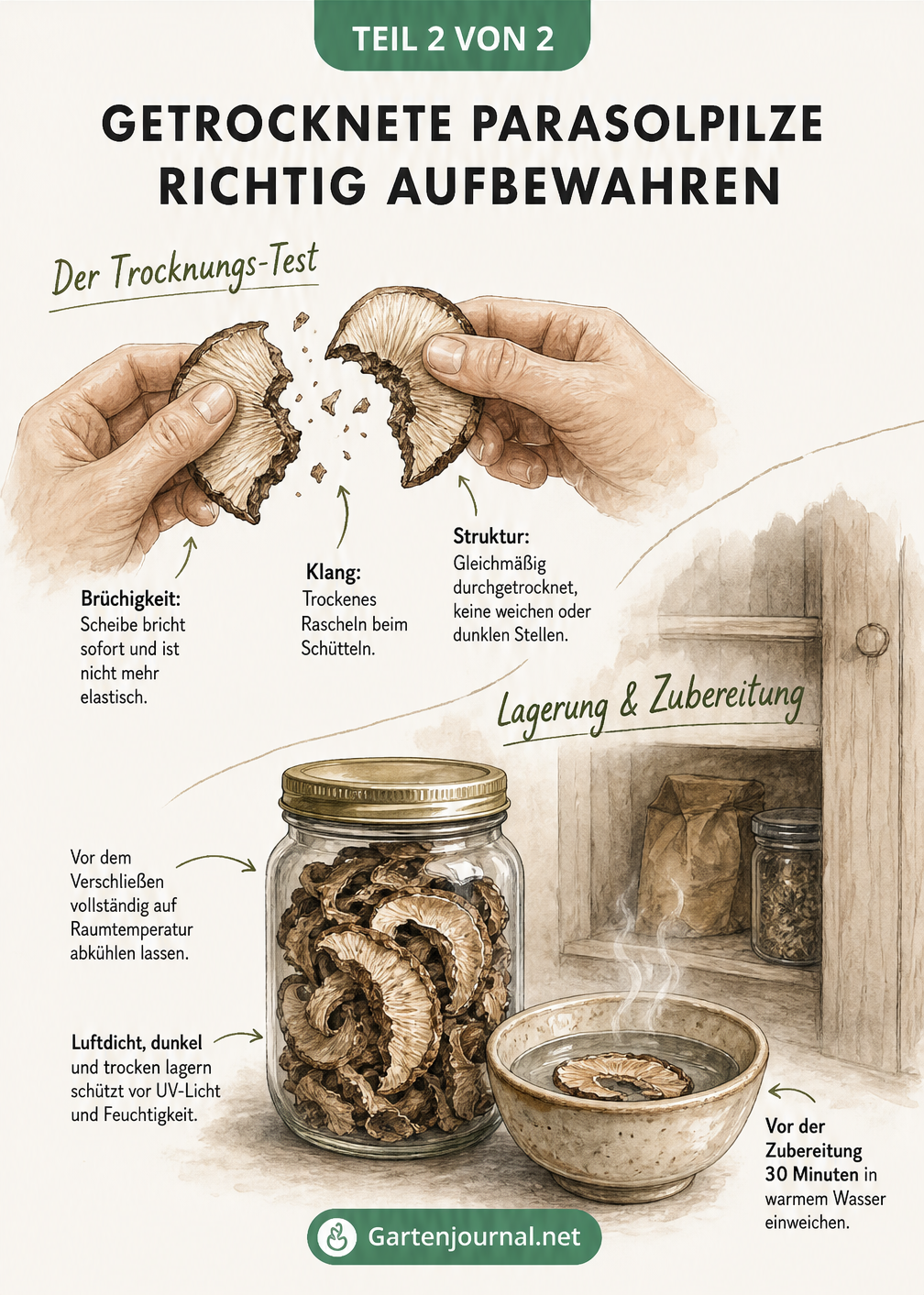 Illustration zur Qualitätsprüfung und Lagerung von getrockneten Parasolpilzen im Einmachglas