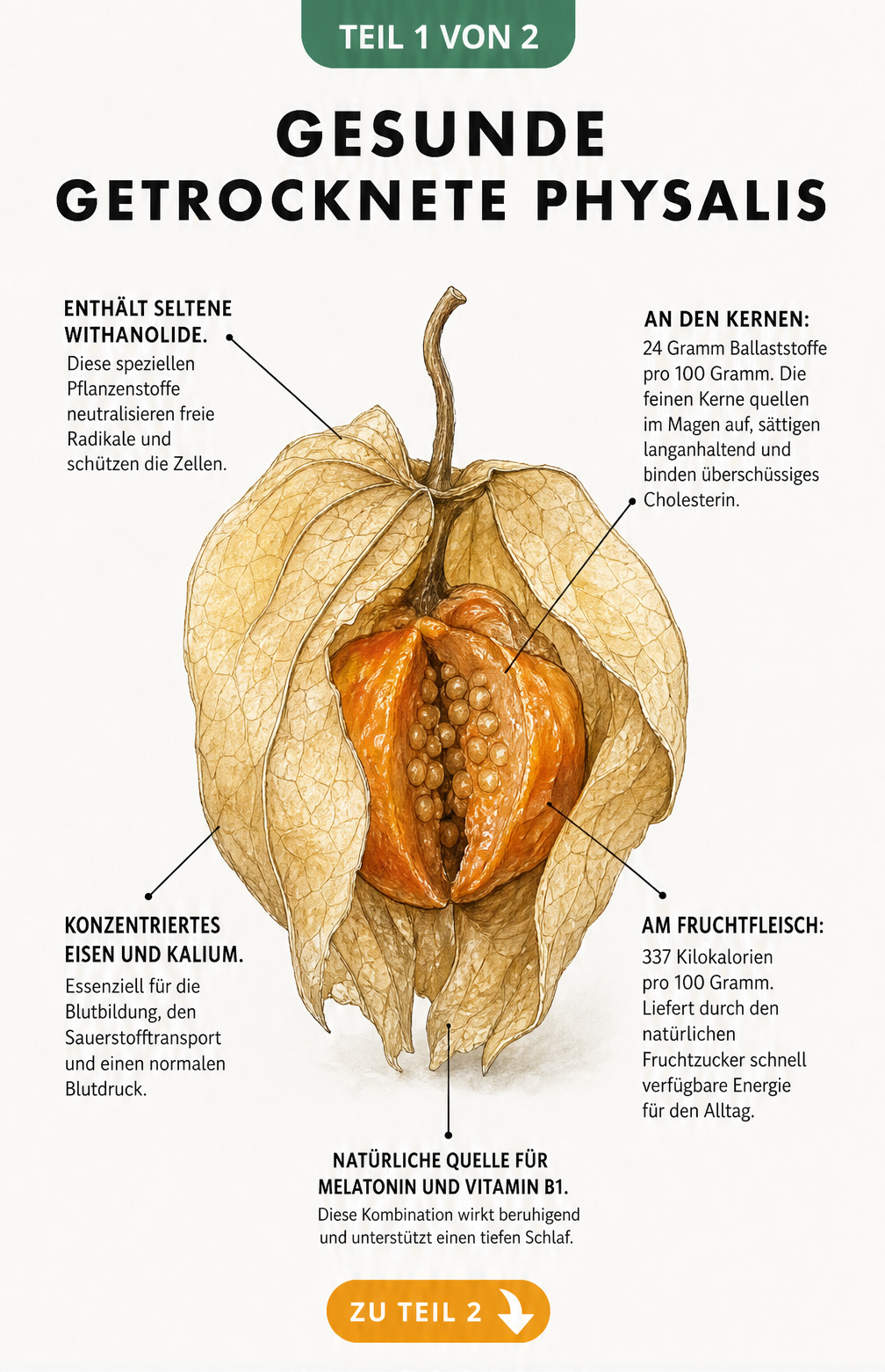 Botanische Illustration einer getrockneten Physalis mit Nährwertangaben zu Ballaststoffen, Kalorien, Withanoliden, Melatonin und Eisen.