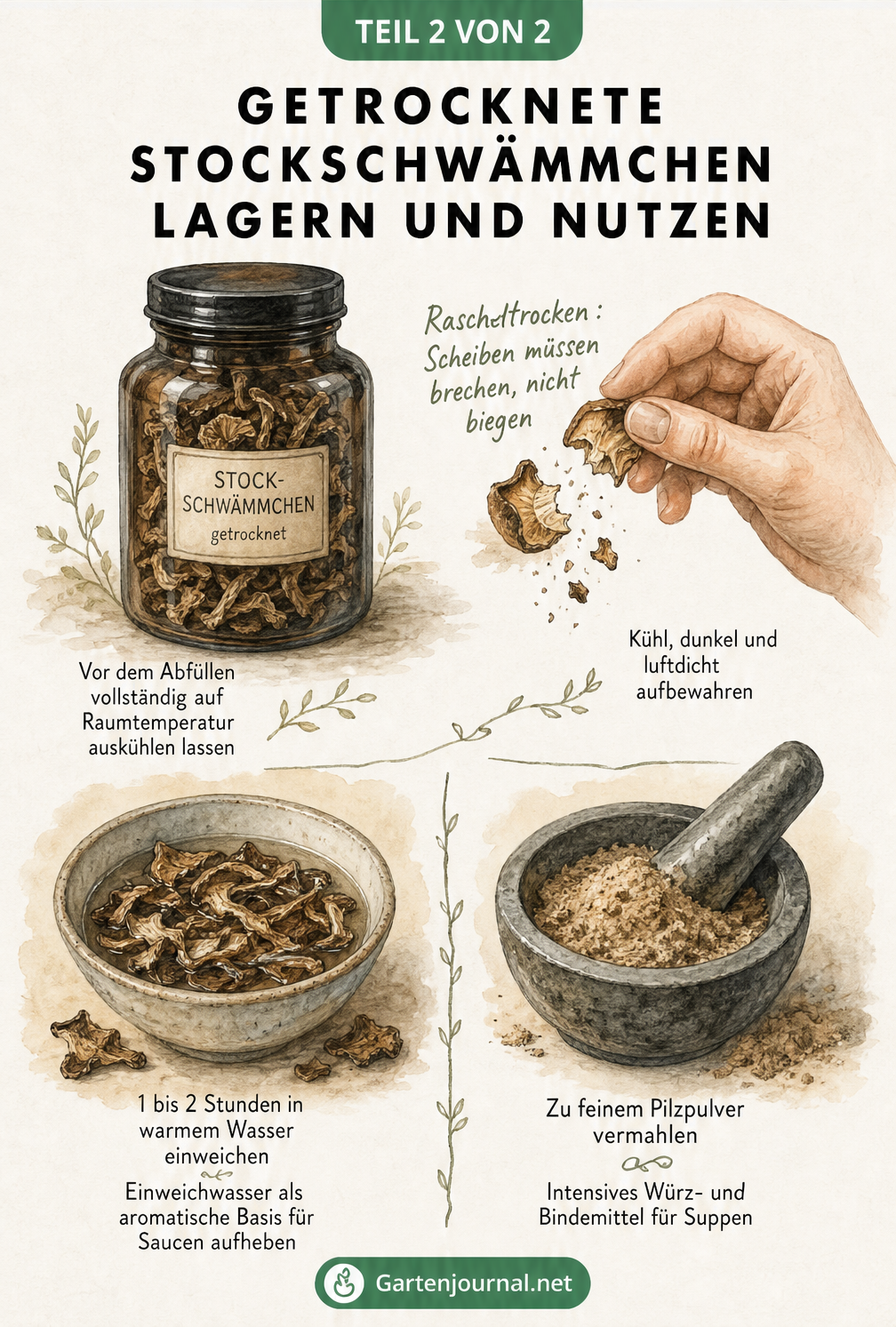 Illustration eines Apothekerglases mit getrockneten Stockschwämmchen, einer brechenden Pilzscheibe sowie der Weiterverarbeitung durch Einweichen und Vermahlen...
