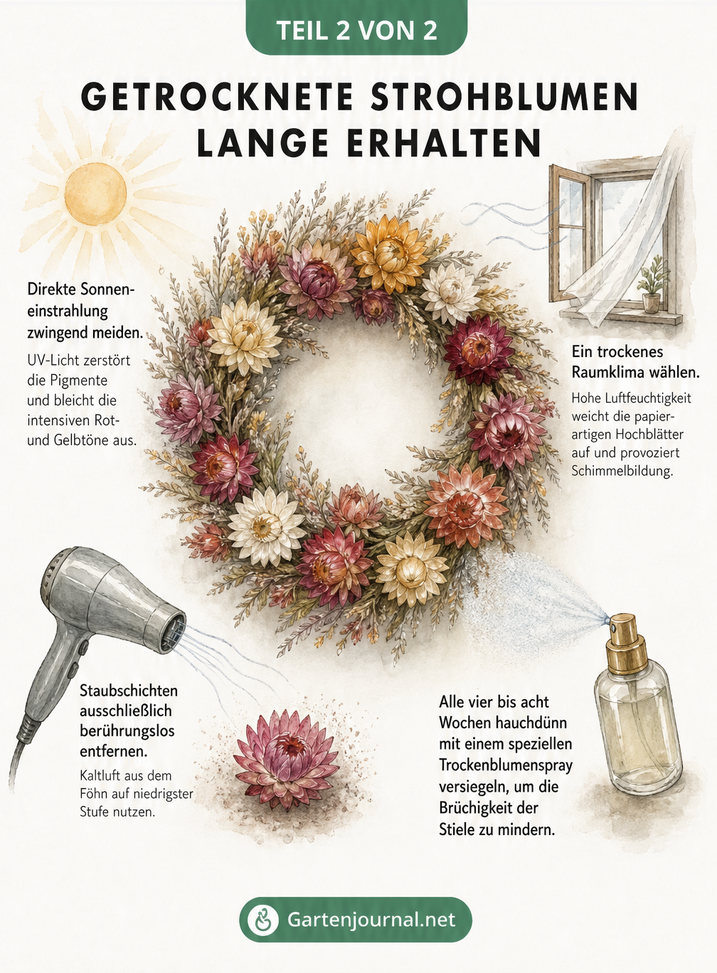 Aquarell-Illustration zur Pflege von getrockneten Strohblumen mit Tipps zu Licht, Feuchtigkeit und Reinigung