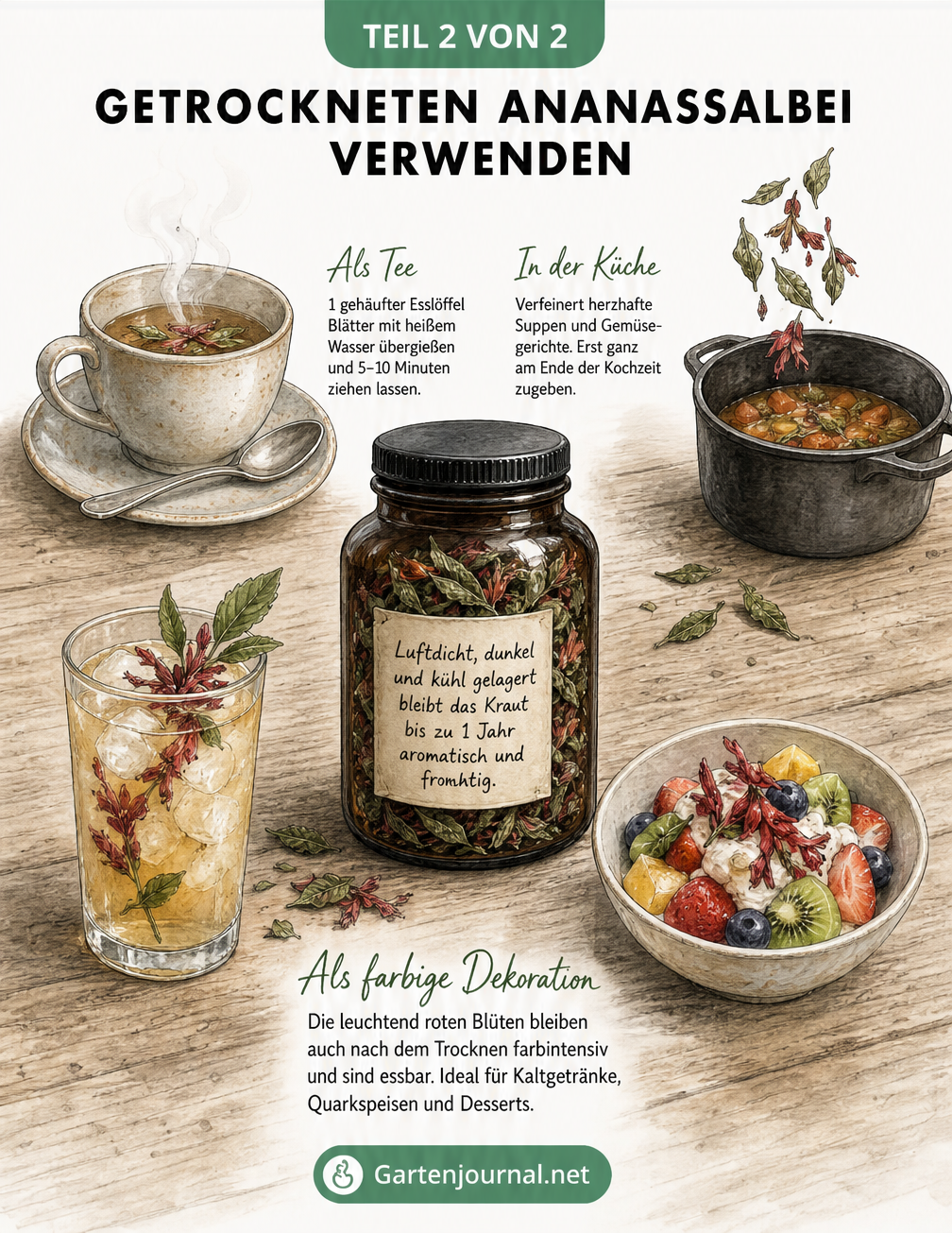 Zeichnung zur Verwendung von getrocknetem Ananassalbei für Tee, herzhafte Gerichte und als Dekoration