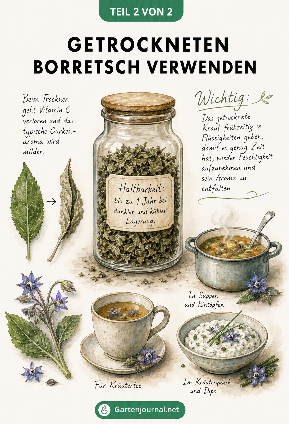 Apothekerglas mit getrocknetem Borretsch und Illustrationen zur Verwendung in Suppen, Tee und Kräuterquark