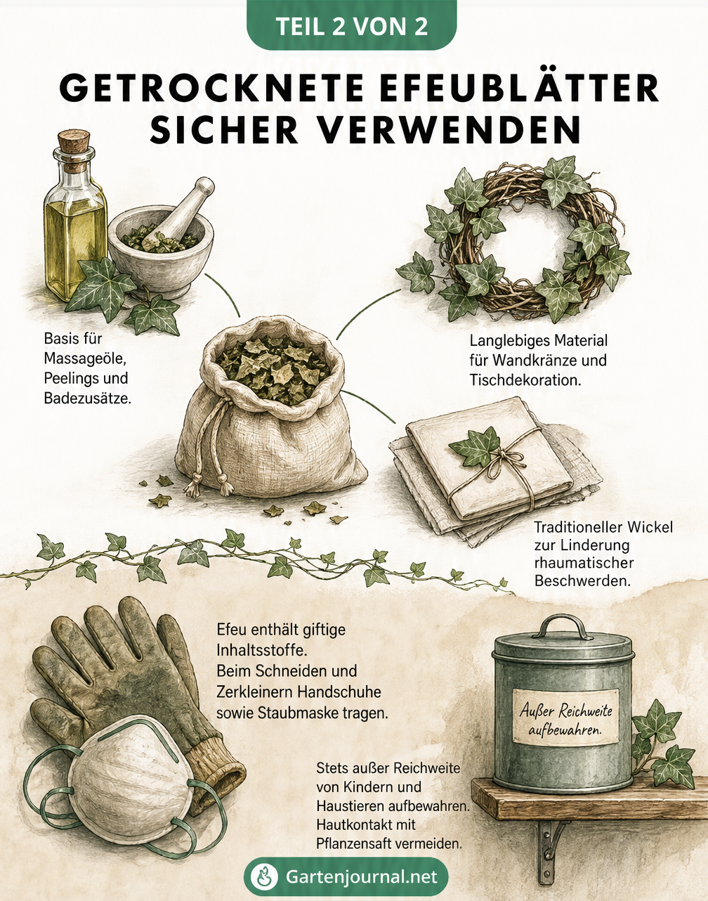 Illustration: Getrockneter Efeu als Basis für Massageöl, Wandkranz und Wickel, daneben Gartenhandschuhe und Staubmaske als Schutz.