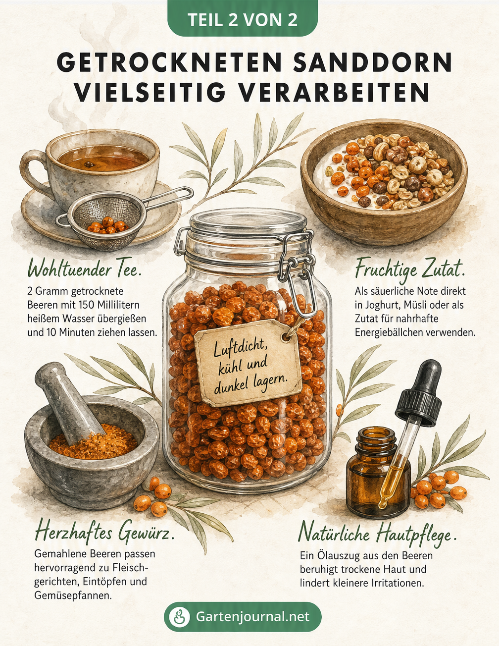 Illustration zur vielseitigen Verwendung von getrocknetem Sanddorn: Tee, Müsli, Gewürz und Hautpflege
