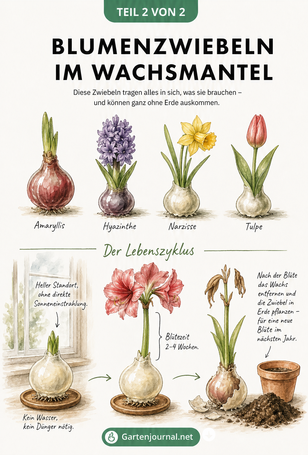 Illustration geeigneter Blumenzwiebeln für Wachs und deren Lebenszyklus von der Blüte bis zum Einpflanzen in Erde.