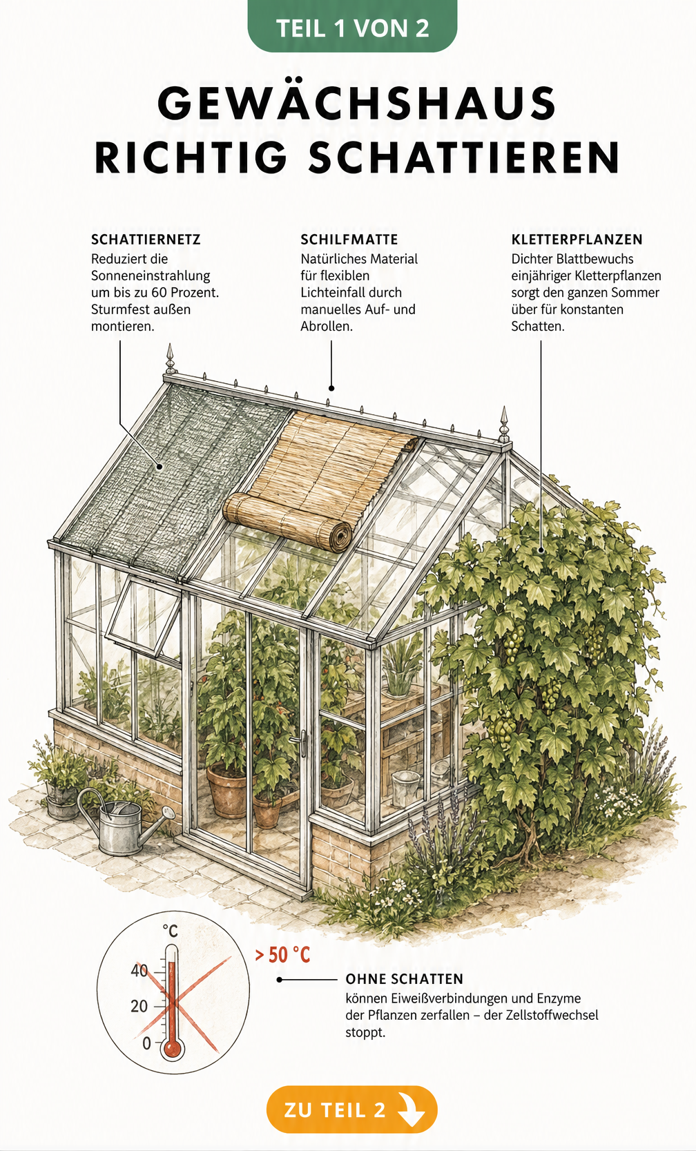 Illustration eines Gewächshauses mit Schattiernetz, Schilfmatte und Weinrebe zur Beschattung