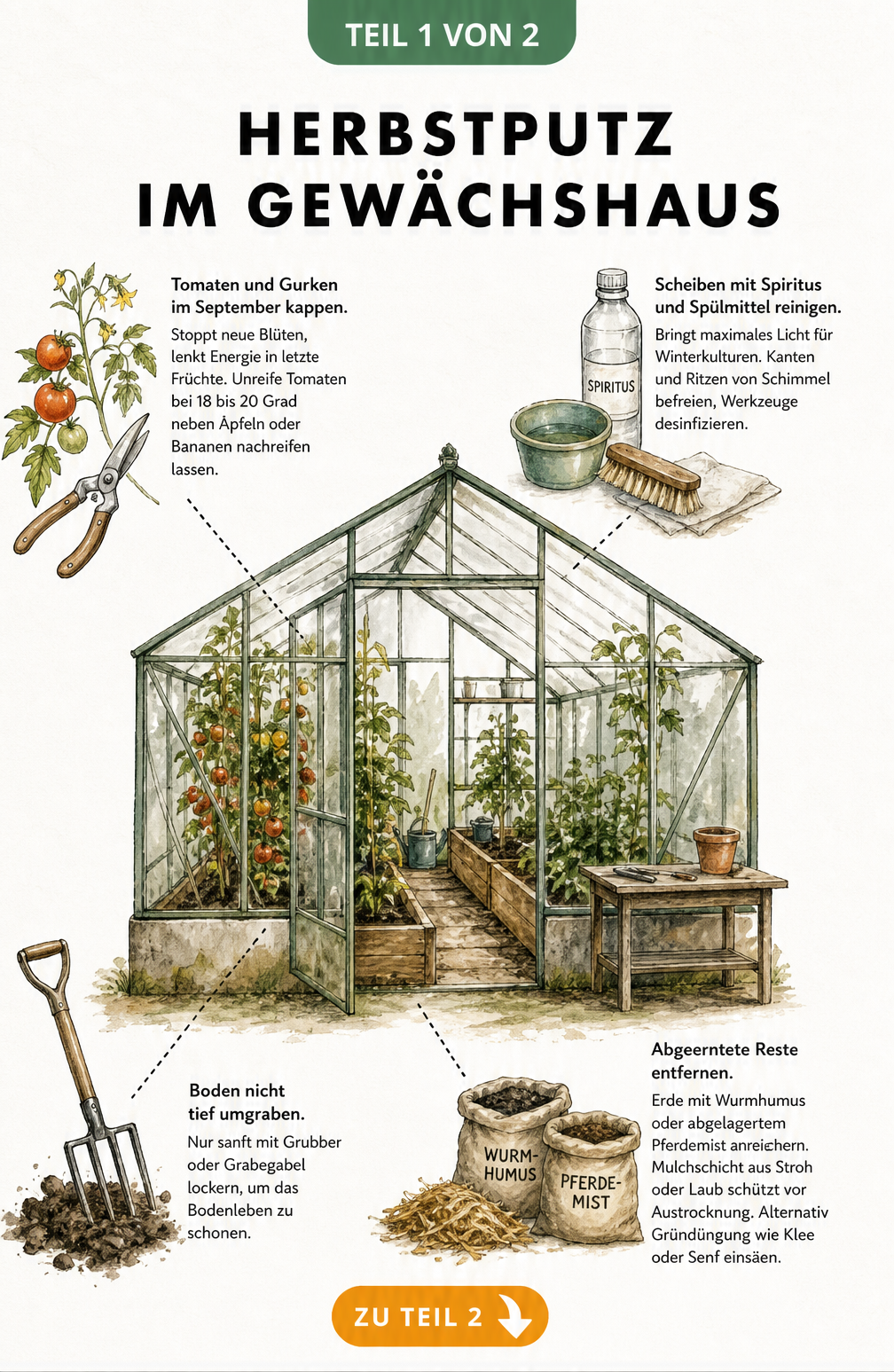 Illustration eines Gewächshauses im Querschnitt mit Tipps zum Herbstputz, wie Tomaten kappen, Scheiben reinigen und Boden lockern