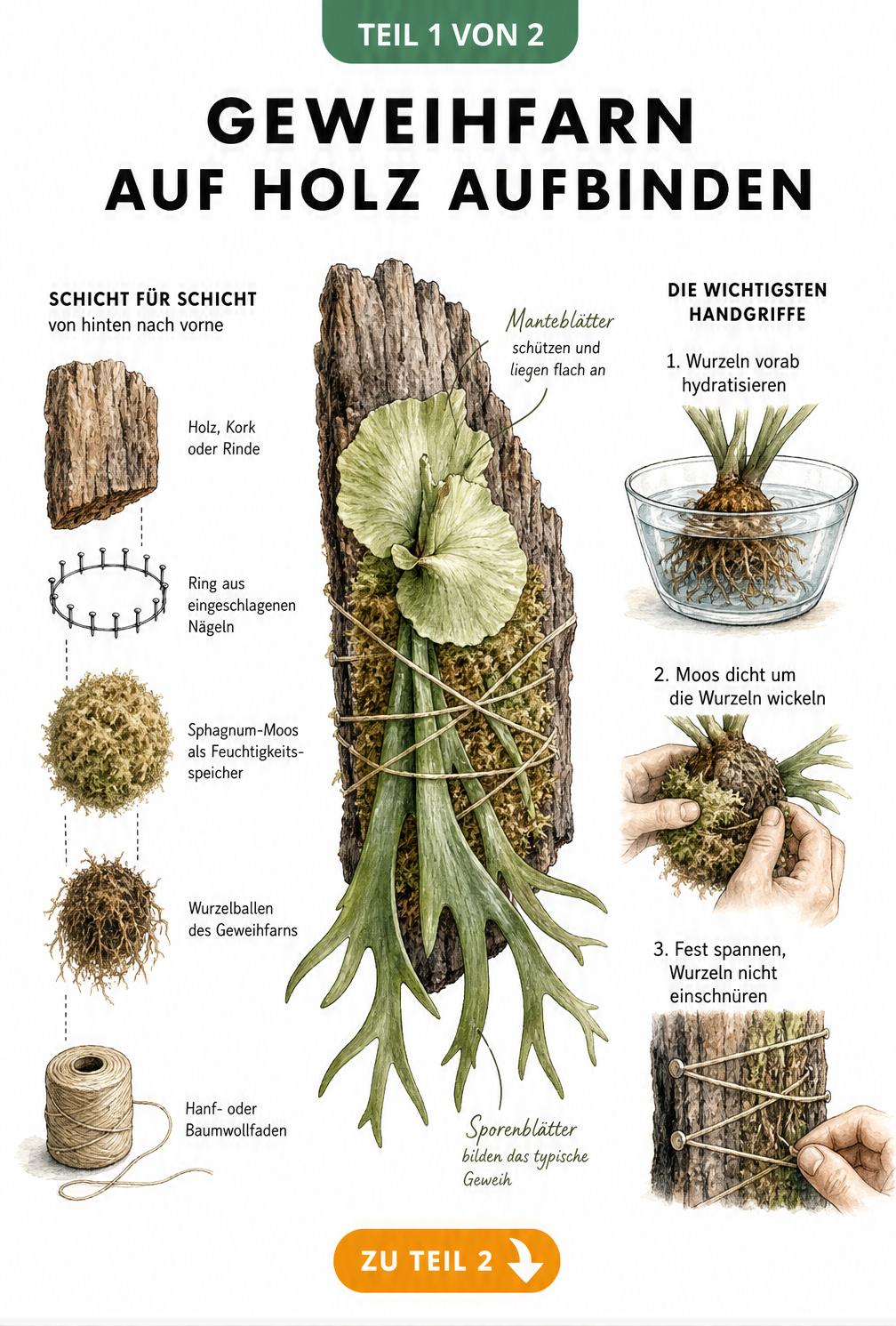 Botanische Illustration eines aufgebundenen Geweihfarns auf Holz mit Explosionszeichnung der Schichten und Detailansichten der Handgriffe