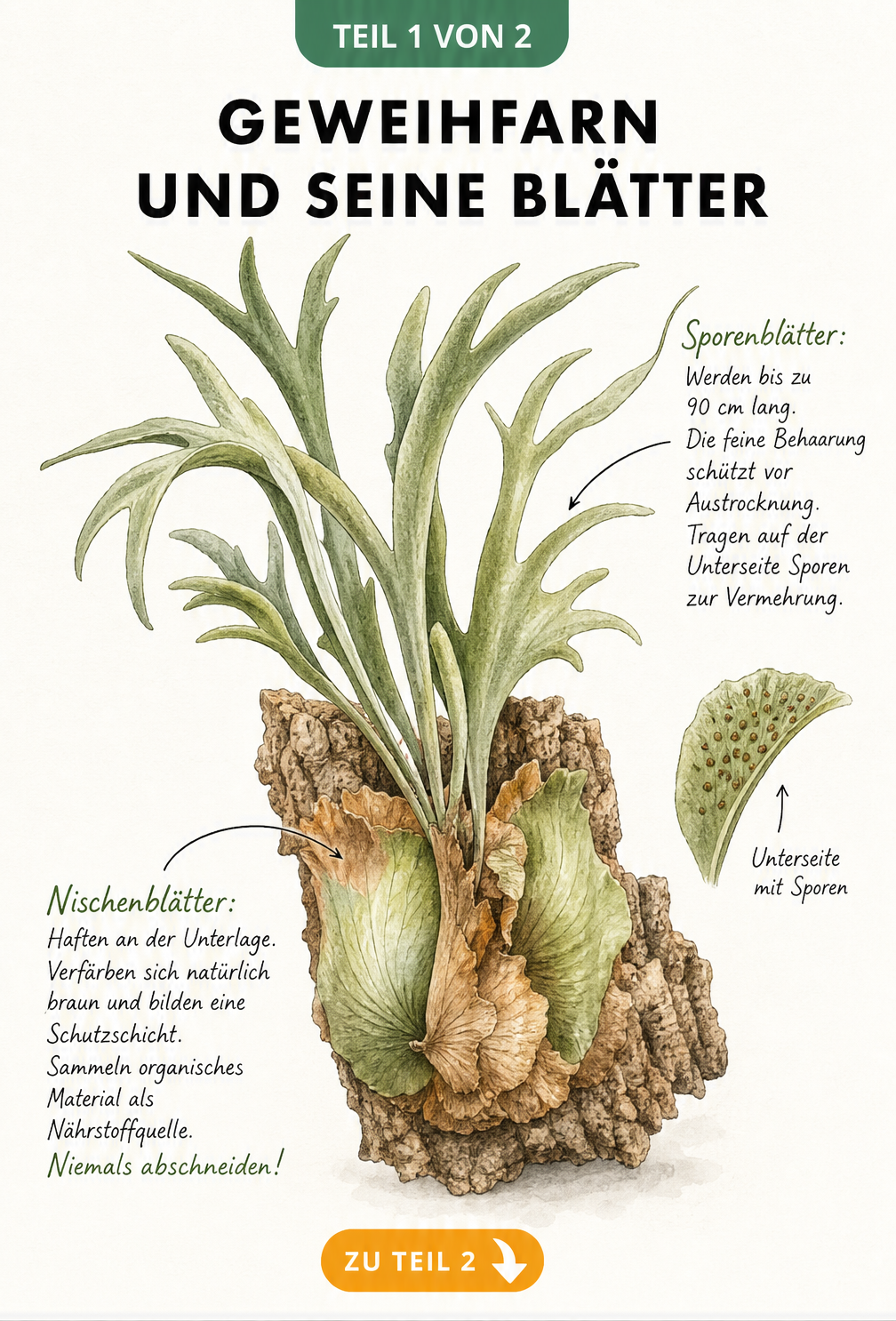 Botanische Illustration eines Geweihfarns mit Fokus auf Nischenblätter und Sporenblätter