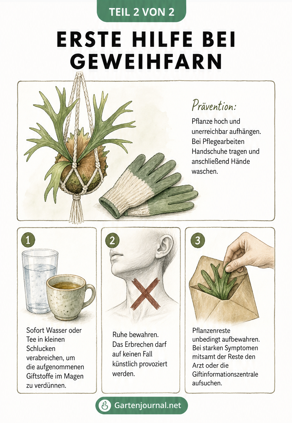 Illustration zur Ersten Hilfe bei Geweihfarn-Verzehr: Pflanze hoch aufhängen, Wasser trinken, kein Erbrechen auslösen und Pflanzenreste für den Arzt...