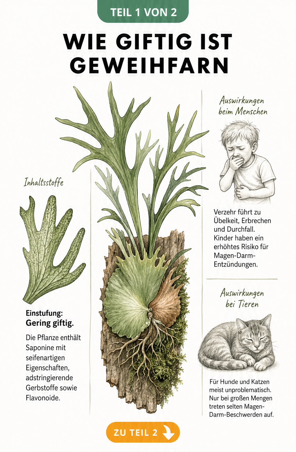 Botanische Illustration eines Geweihfarns mit Hinweisen zur geringen Giftigkeit durch Saponine und Gerbstoffe sowie Symptomen bei Kindern und Haustieren.