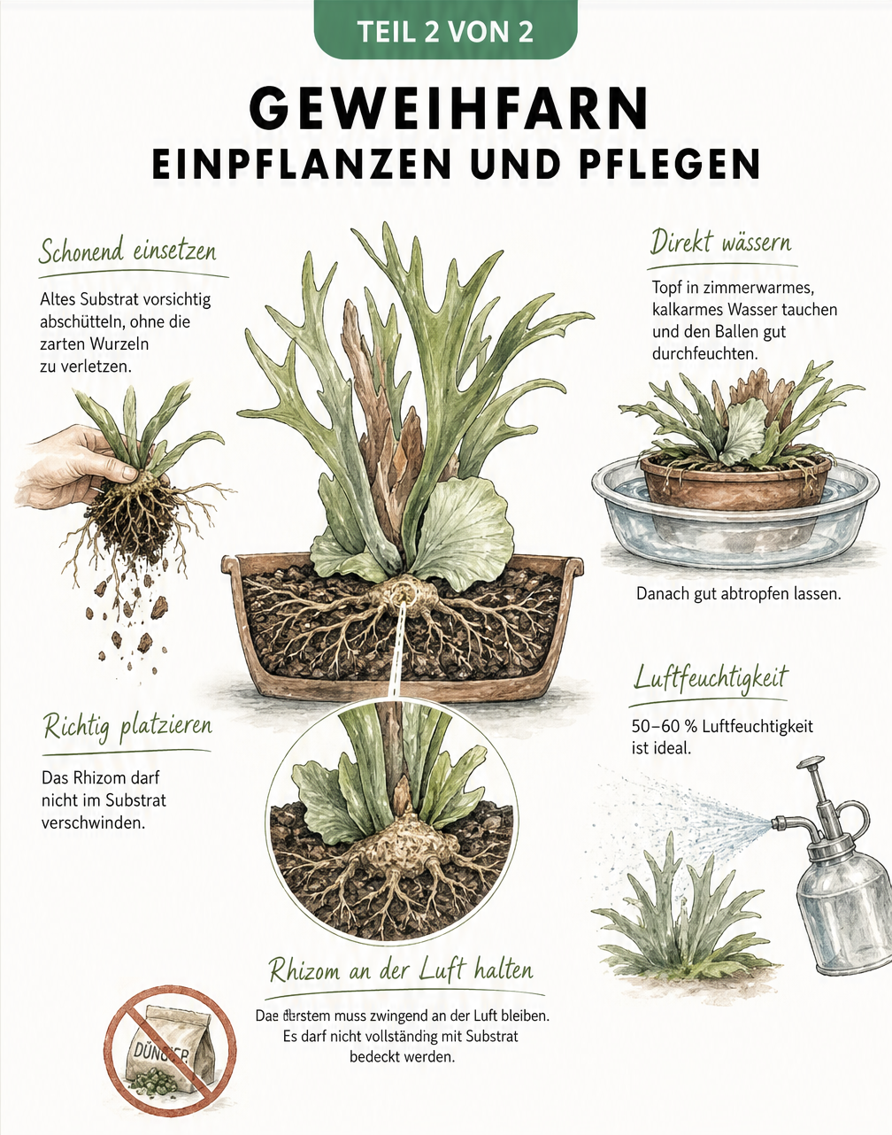 Illustration zur Pflege des Geweihfarns nach dem Umtopfen: Rhizom an der Luft, Wasserbad, Sprühnebel für Luftfeuchtigkeit und durchgestrichenes Dünger-Symbol.