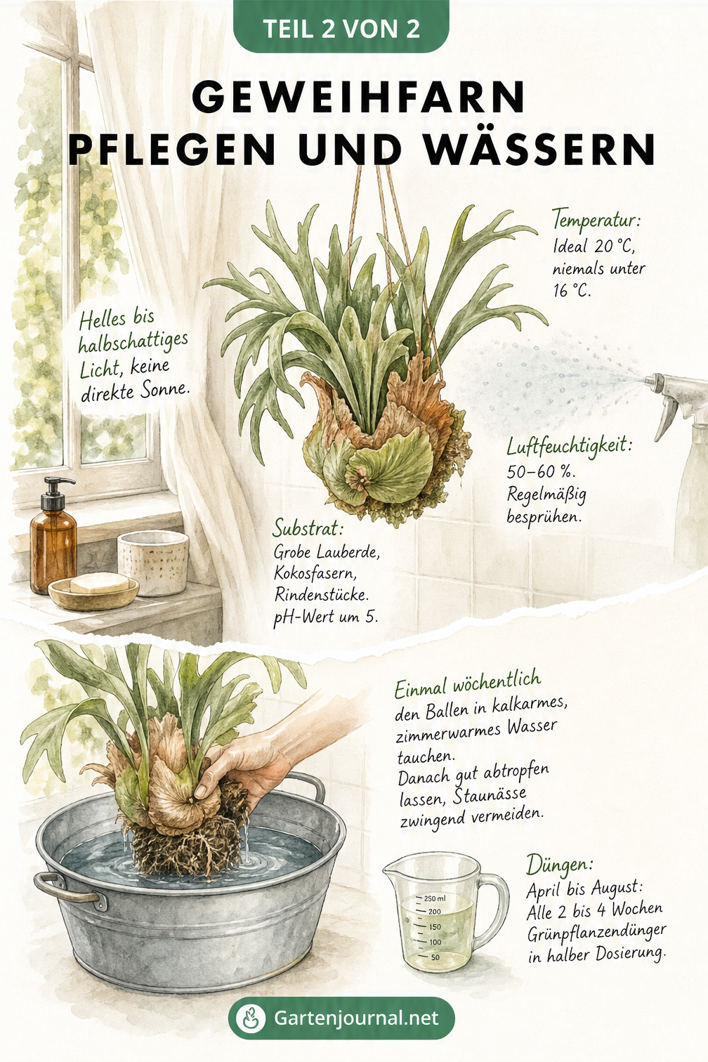 Illustration zur Pflege des Geweihfarns mit idealem Standort und Anleitung zum Tauchbad