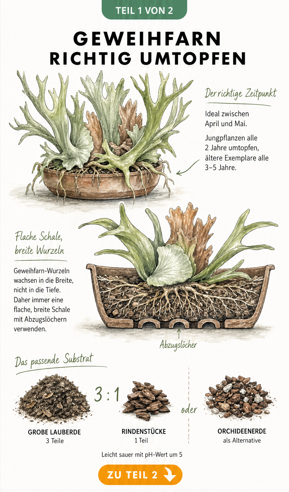 Botanische Illustration eines Geweihfarns im Querschnitt mit flachem Topf, Wurzeln und Substratmischung aus Lauberde und Rindenstücken.