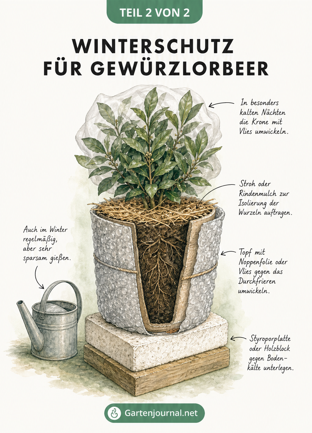 Detailzeichnung eines Gewürzlorbeers im Topf mit Winterschutz-Maßnahmen