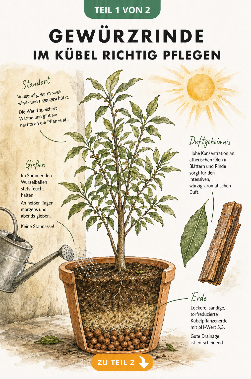Botanische Illustration der Gewürzrinde im Kübel mit Erdschichten, Gießkanne und Sonne