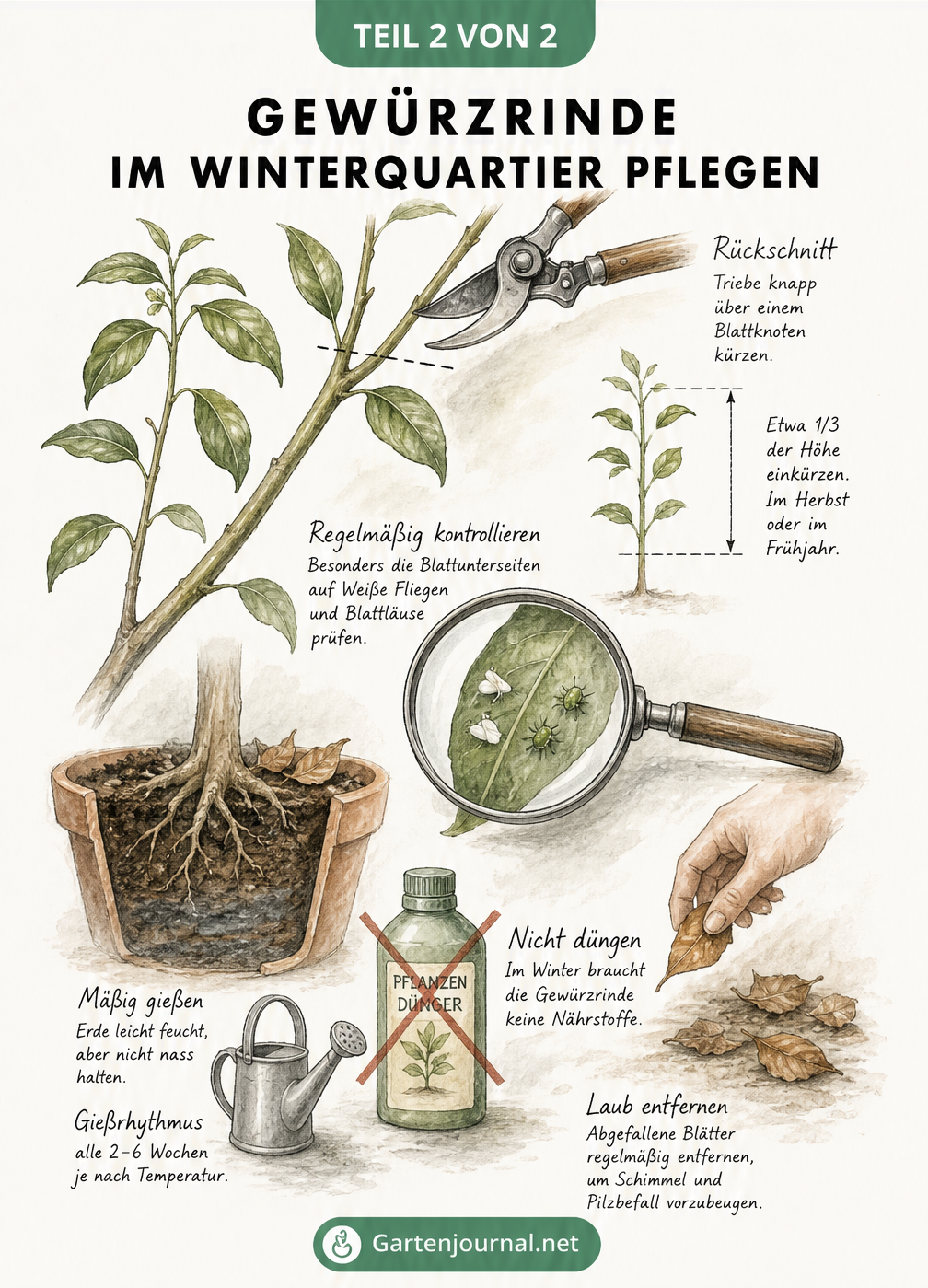 Skizze eines Gewürzrinden-Zweigs mit Gartenschere, Lupe zur Schädlingskontrolle und Gießkanne