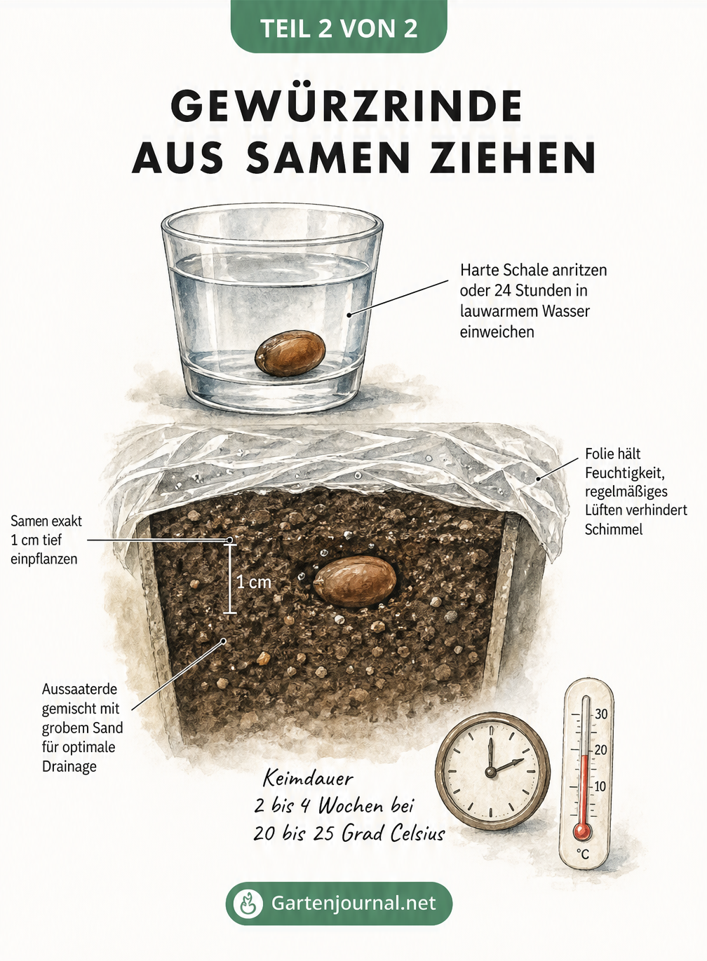 Aquarell-Illustration eines Samenkorns im Wasserglas und in der Erde mit Maßstab für die Pflanztiefe.