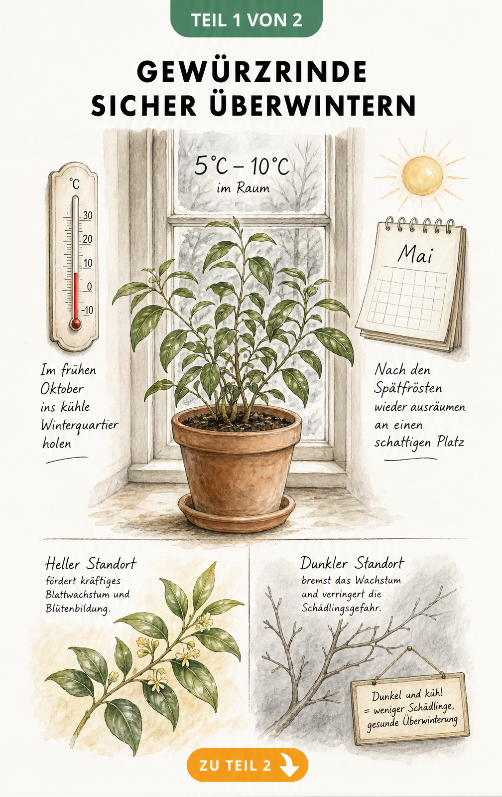 Botanische Illustration einer Gewürzrinde im Terrakottatopfe vor einem Sprossenfenster mit Thermometer und Kalenderblatt