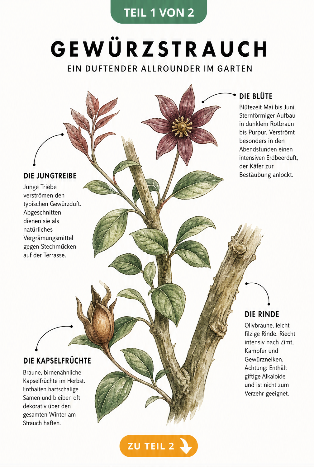 Botanische Illustration des Gewürzstrauchs mit Blüte, Rinde, Trieben und Samenkapsel