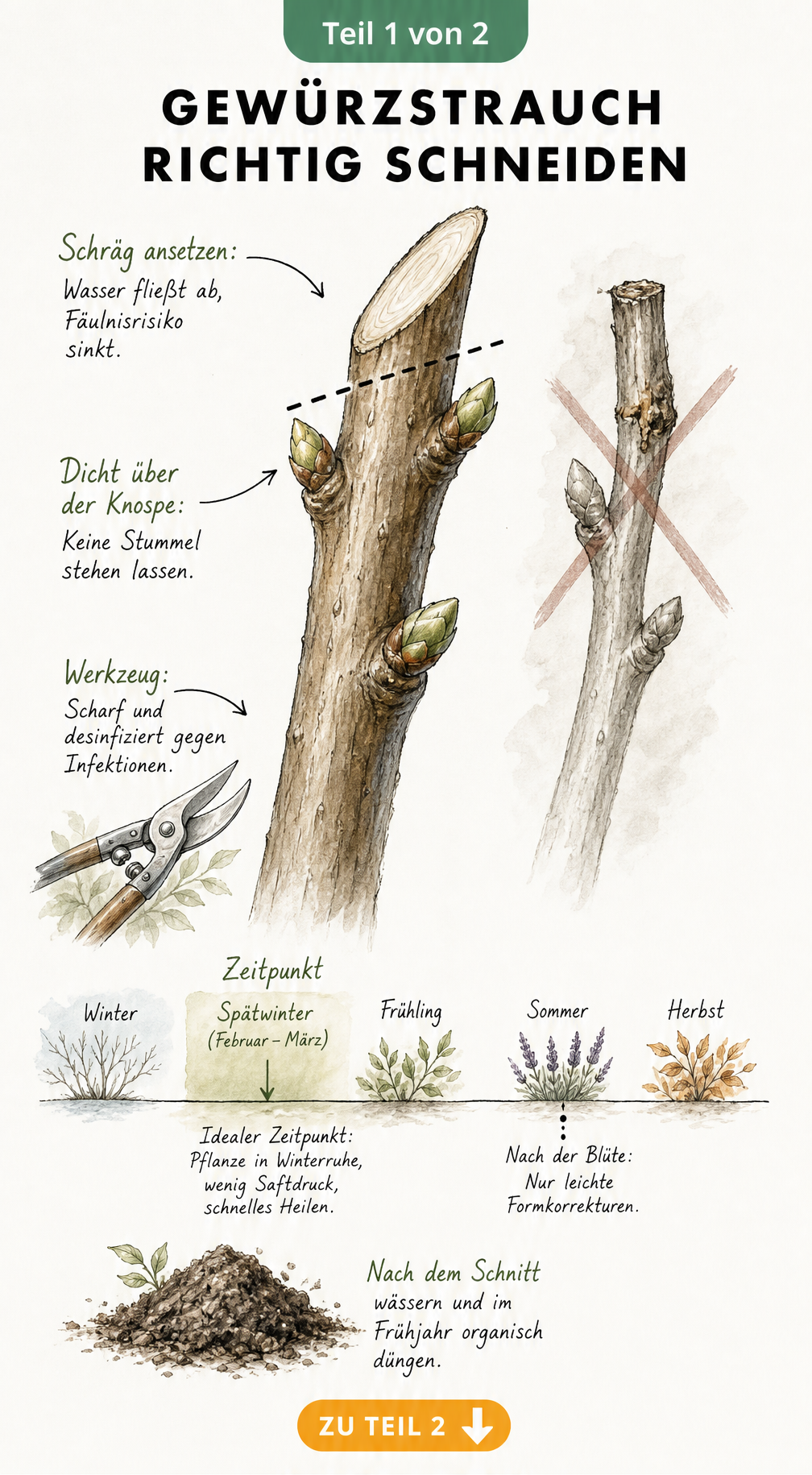 Illustration eines Gewürzstrauch-Zweiges mit Markierung für den richtigen Schrägschnitt über einer Knospe und Jahreszeiten-Zeitstrahl