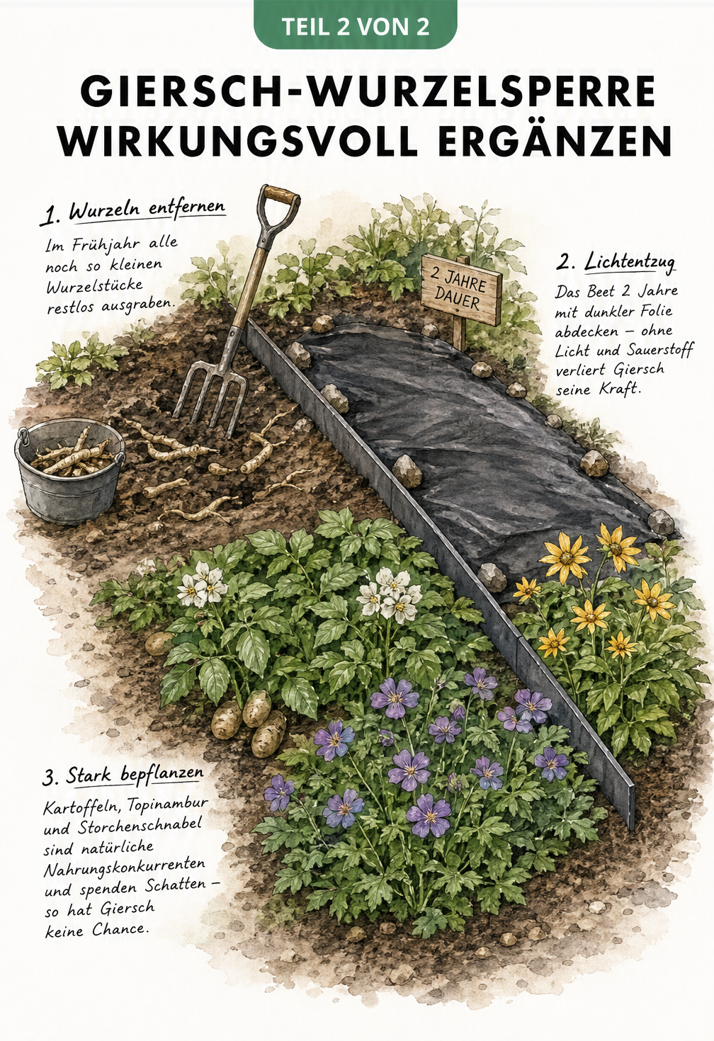 Illustration eines Gartenbeets mit Wurzelsperre und ergänzenden Maßnahmen wie Grabgabel, dunkler Folie und Nahrungskonkurrenten.