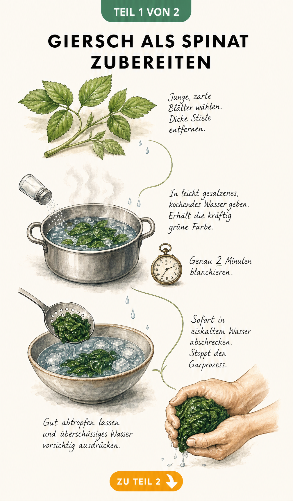 Illustration der vier Schritte zum Blanchieren von Giersch: Blätter wählen, in Salzwasser kochen, in Eiswasser abschrecken und ausdrücken