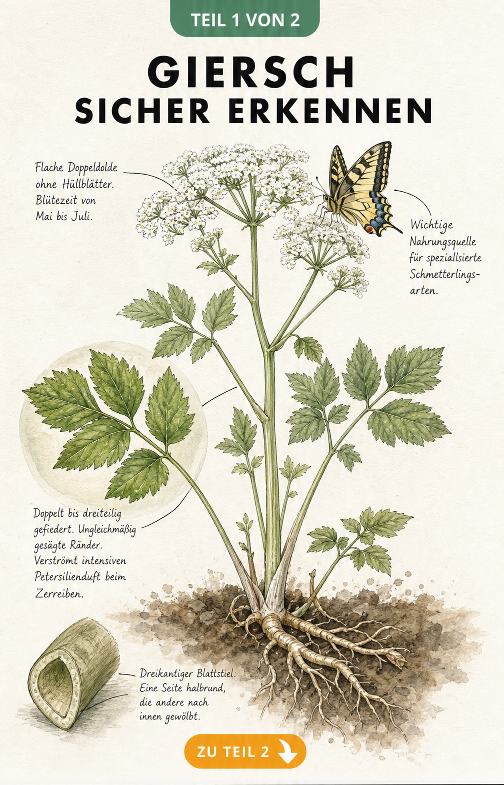 Botanische Illustration von Giersch mit Details zu Blättern, Stängel und Blüte