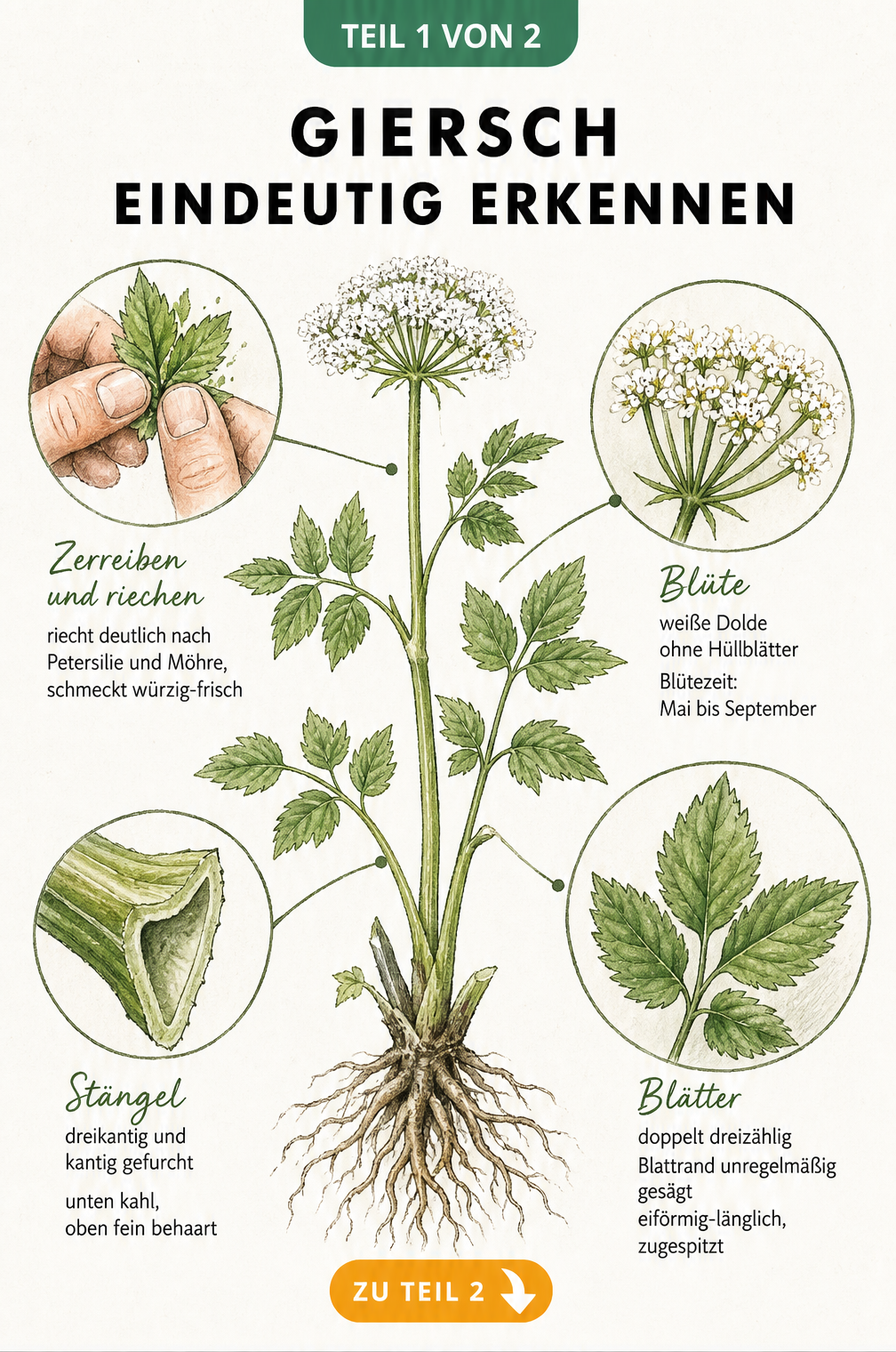 Botanische Illustration einer Giersch-Pflanze mit Detailansichten von Blüte, Blatt, Stängelquerschnitt und sensorischer Prüfung
