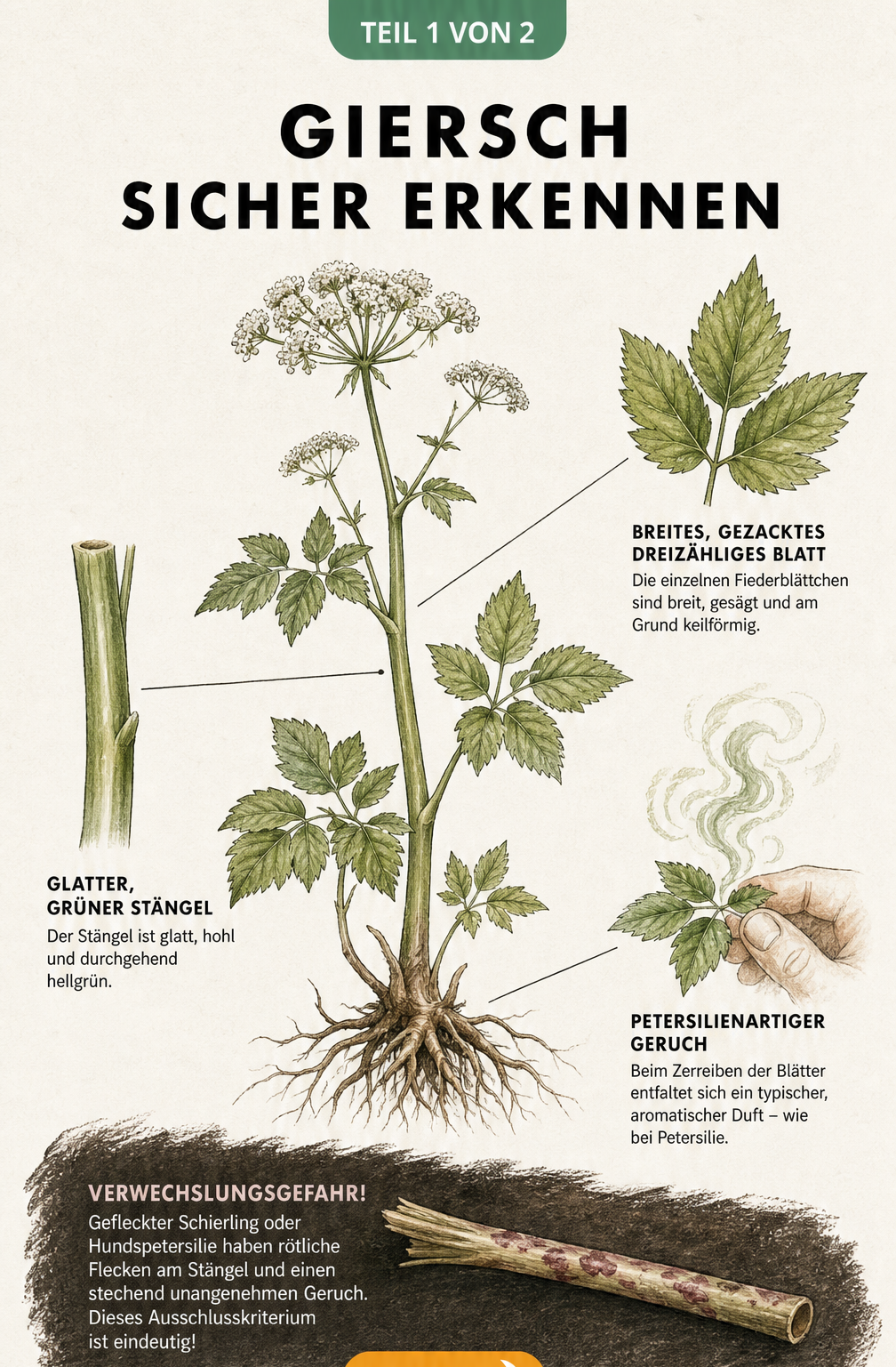 Botanische Illustration einer Giersch-Pflanze mit Detailansichten von Blatt, Stängel und Geruch sowie Warnhinweis zu giftigen Doppelgängern