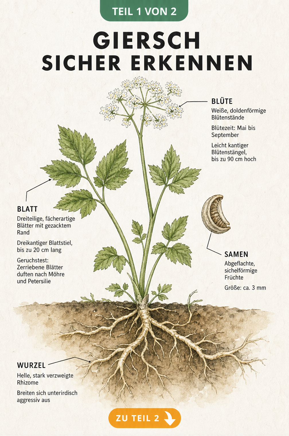 Botanische Illustration von Giersch mit Details zu Blüte, Blatt, Samen und Wurzeln