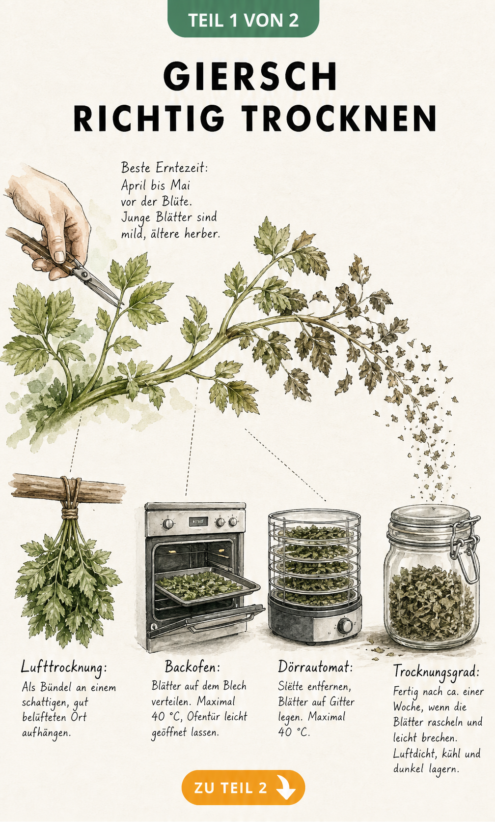 Illustration der Giersch-Ernte und Trocknungsmethoden wie Lufttrocknung, Backofen und Dörrautomat