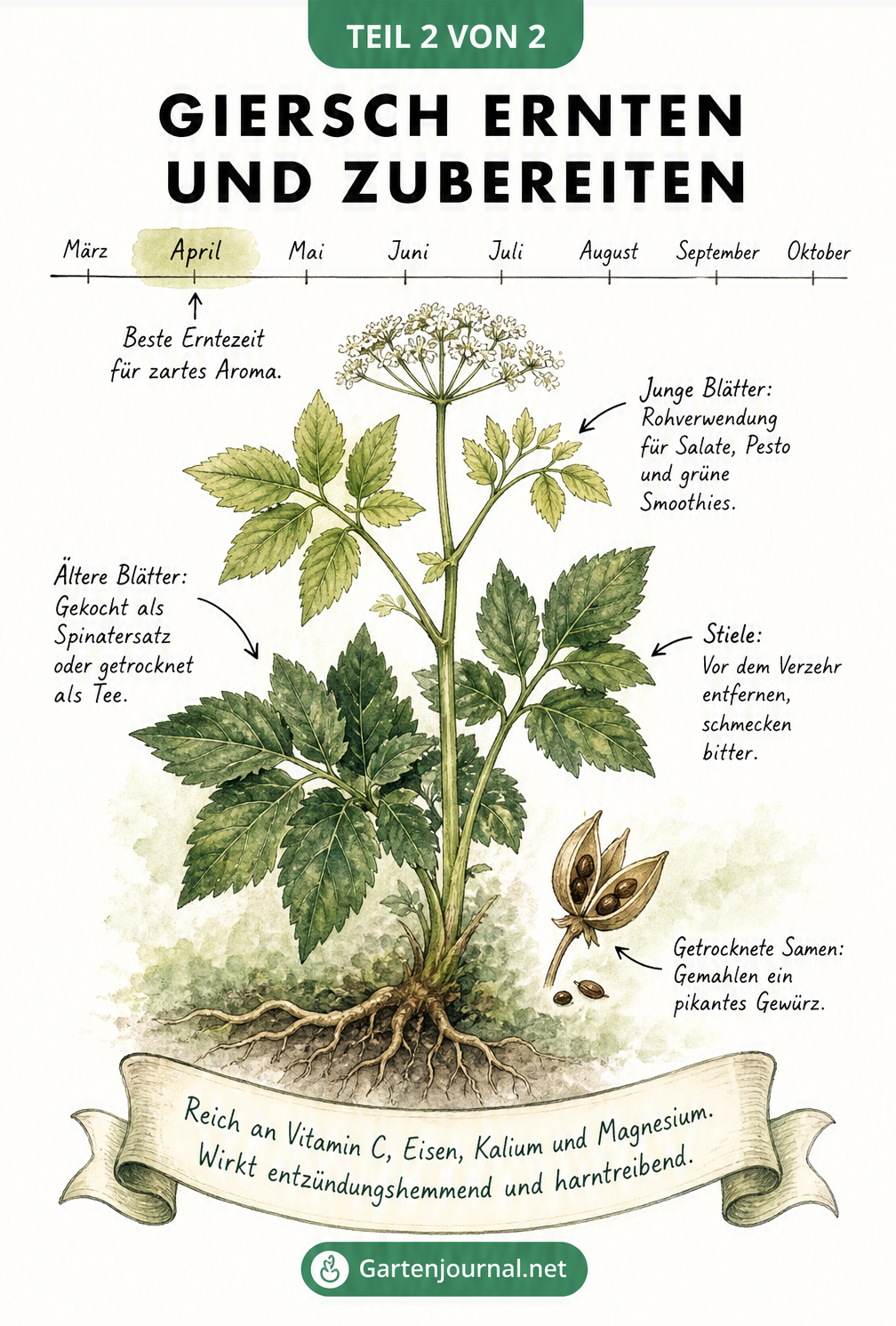 Illustration einer Giersch-Pflanze mit Erklärungen zur Ernte und Verwendung von Blättern, Stielen und Samen