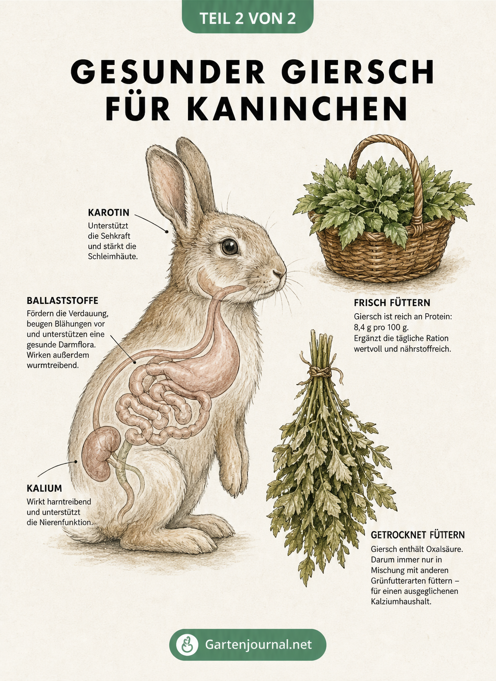 Illustration eines Kaninchens mit hervorgehobenen Organen und den positiven Effekten von Giersch sowie Fütterungshinweisen