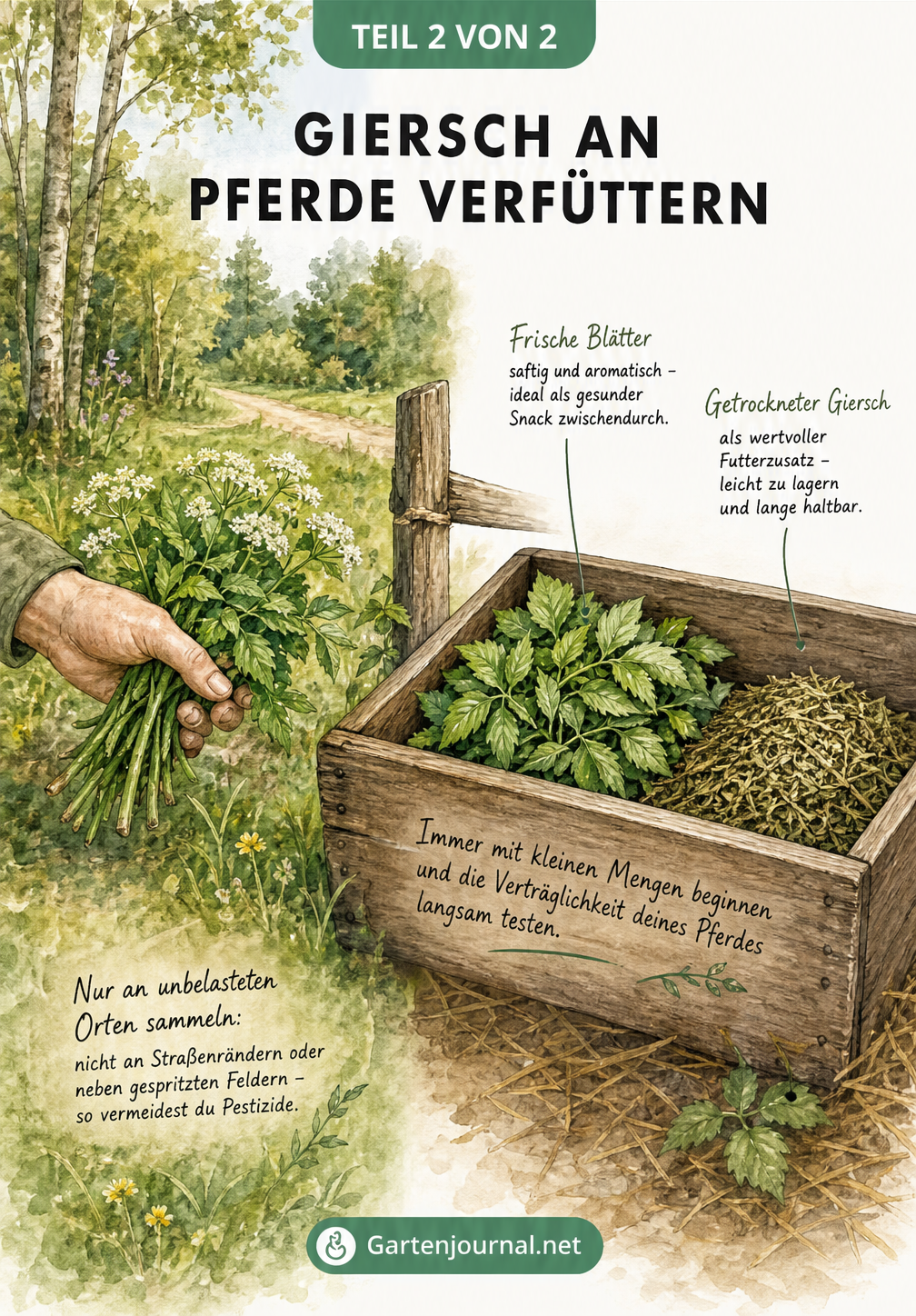 Illustration einer Hand, die Giersch pflückt, und eines Futtertrogs mit frischem und getrocknetem Giersch
