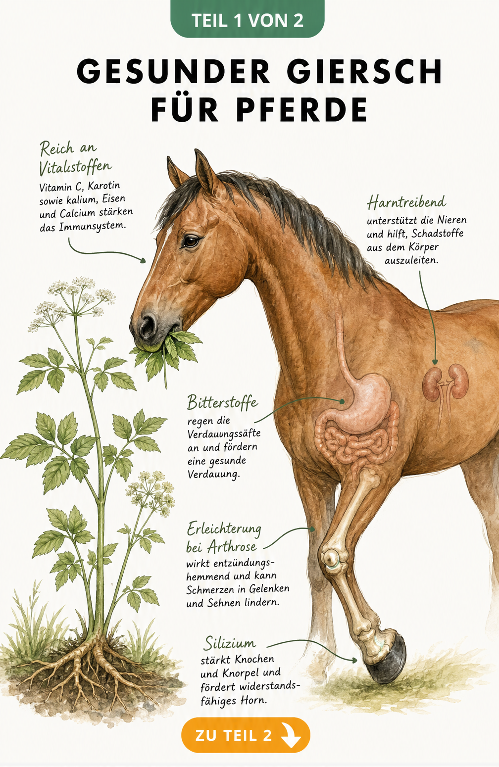 Illustration eines Pferdes, das Giersch frisst, mit Hinweisen zur Wirkung auf Magen, Gelenke und Nieren