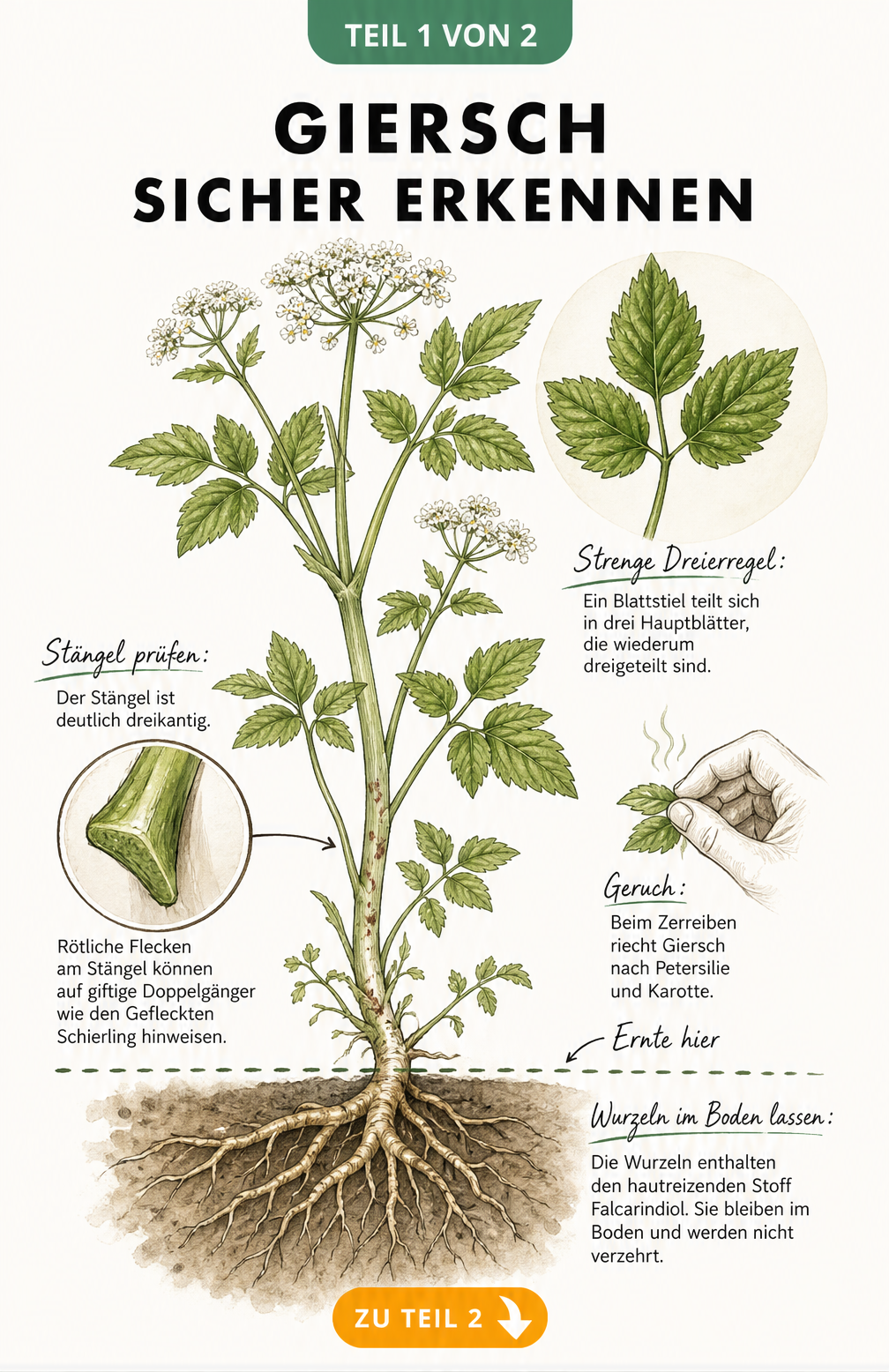 Botanische Illustration einer Giersch-Pflanze mit Details zu Blättern, Stängel und Wurzeln