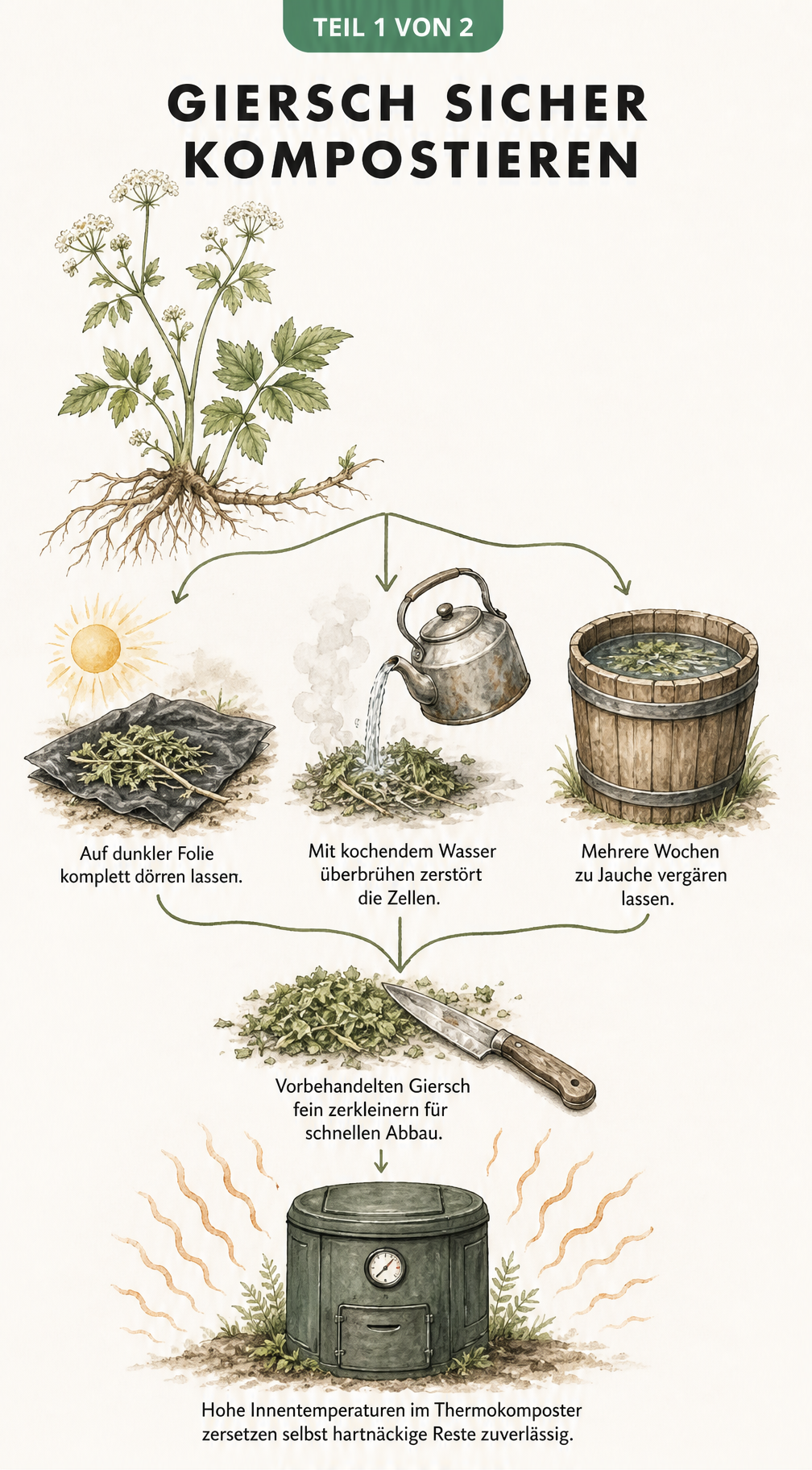 Illustration der Vorbehandlung von Giersch vor dem Kompostieren durch Dörren, Überbrühen oder Vergären