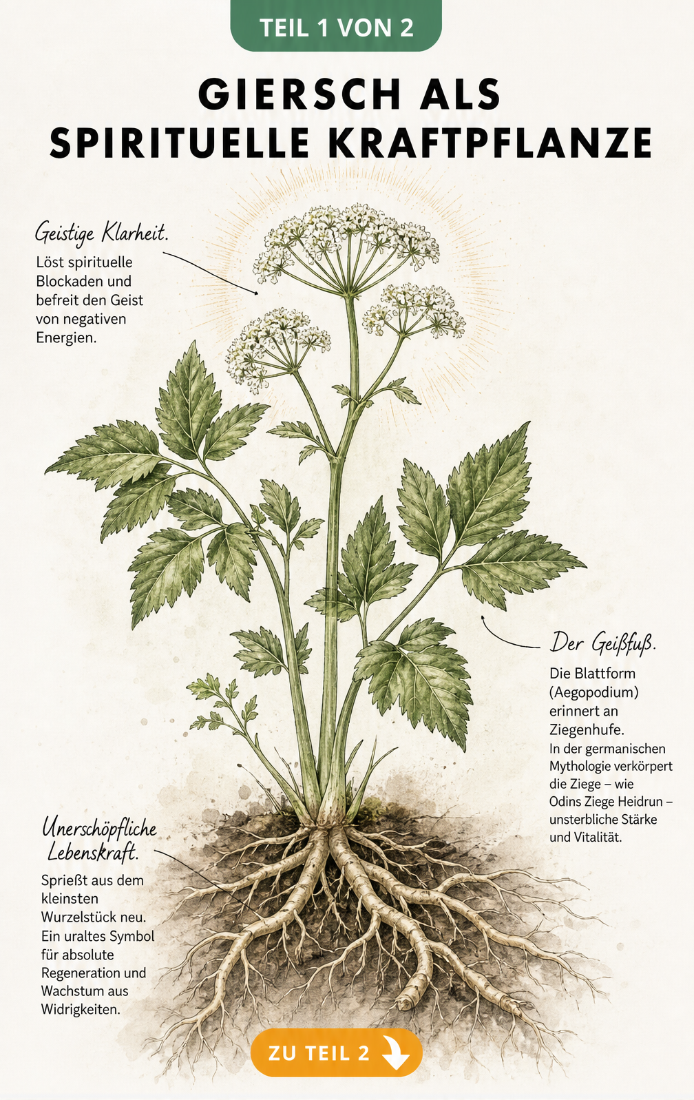 Botanische Illustration einer Giersch-Pflanze mit Wurzelgeflecht und Blättern im Stil eines antiken Kräuter-Grimoires