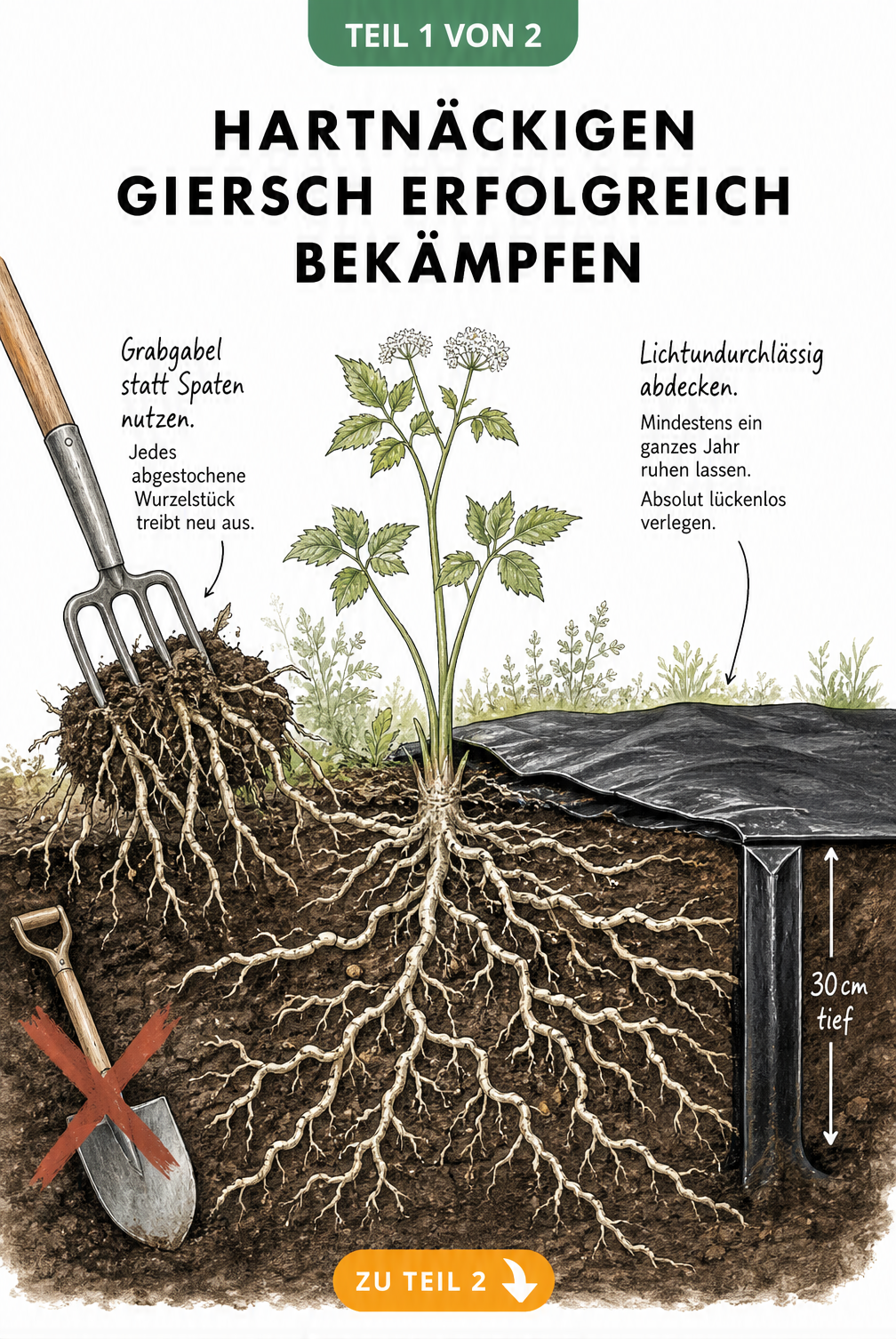 Botanische Schnittzeichnung zeigt die mechanische Entfernung von Giersch-Rhizomen mit einer Grabgabel und die Abdeck-Methode mit Pappe und Wurzelsperre.